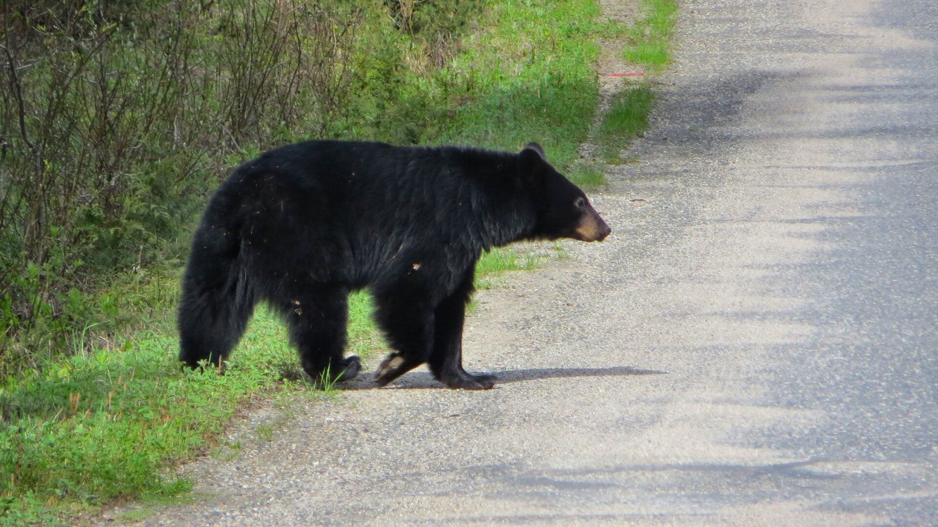 Ein Schwarzbär in Kanada
