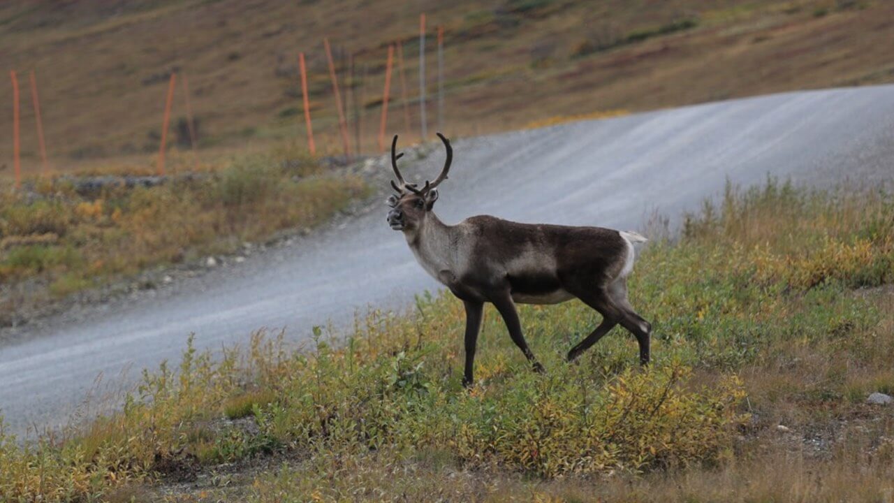 Caribou an der Straße in Alaska