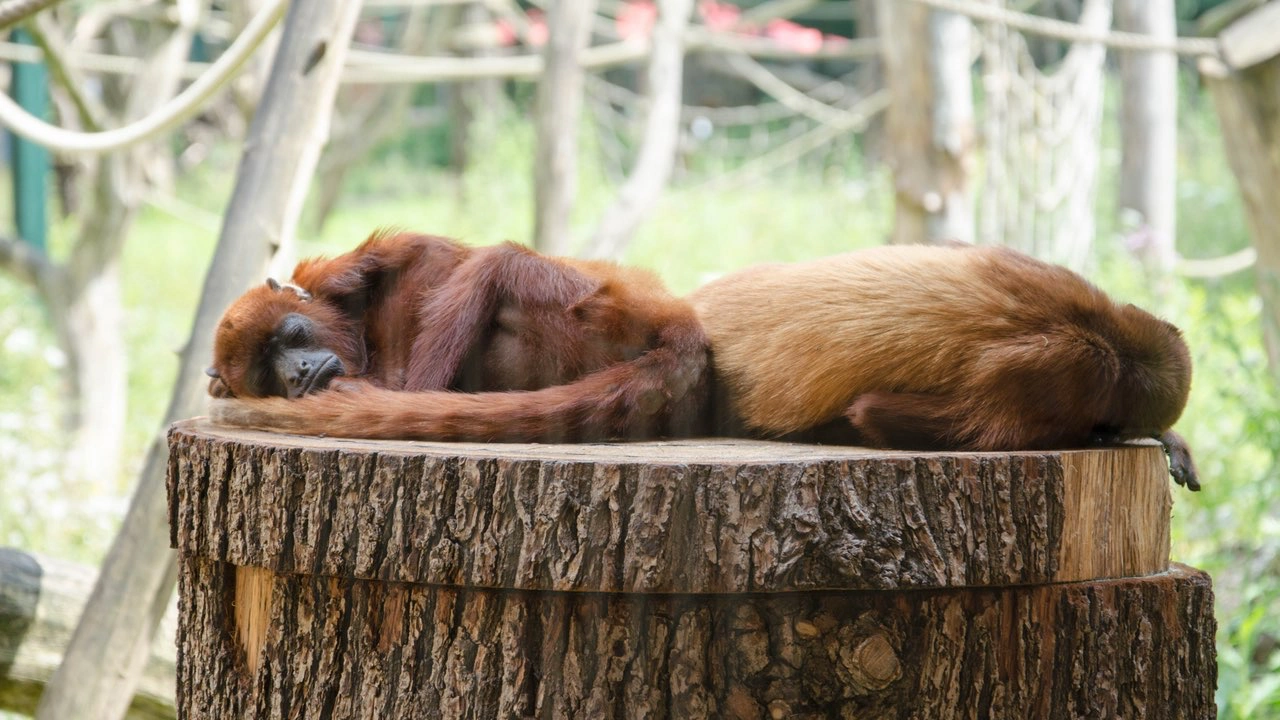 Schlafende Affen in einem Tierpark