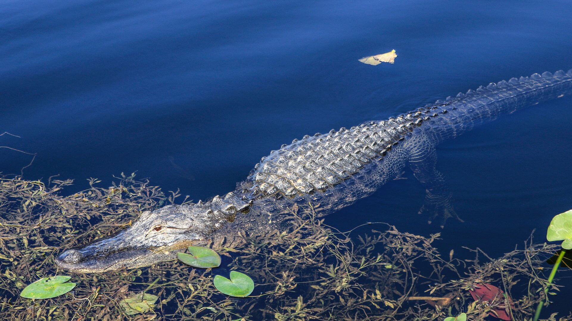 Ein Alligator in den Everglades