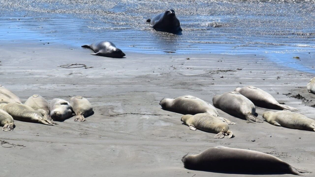 Seehundkolonie sonnen sich am Strand in Kalifornien