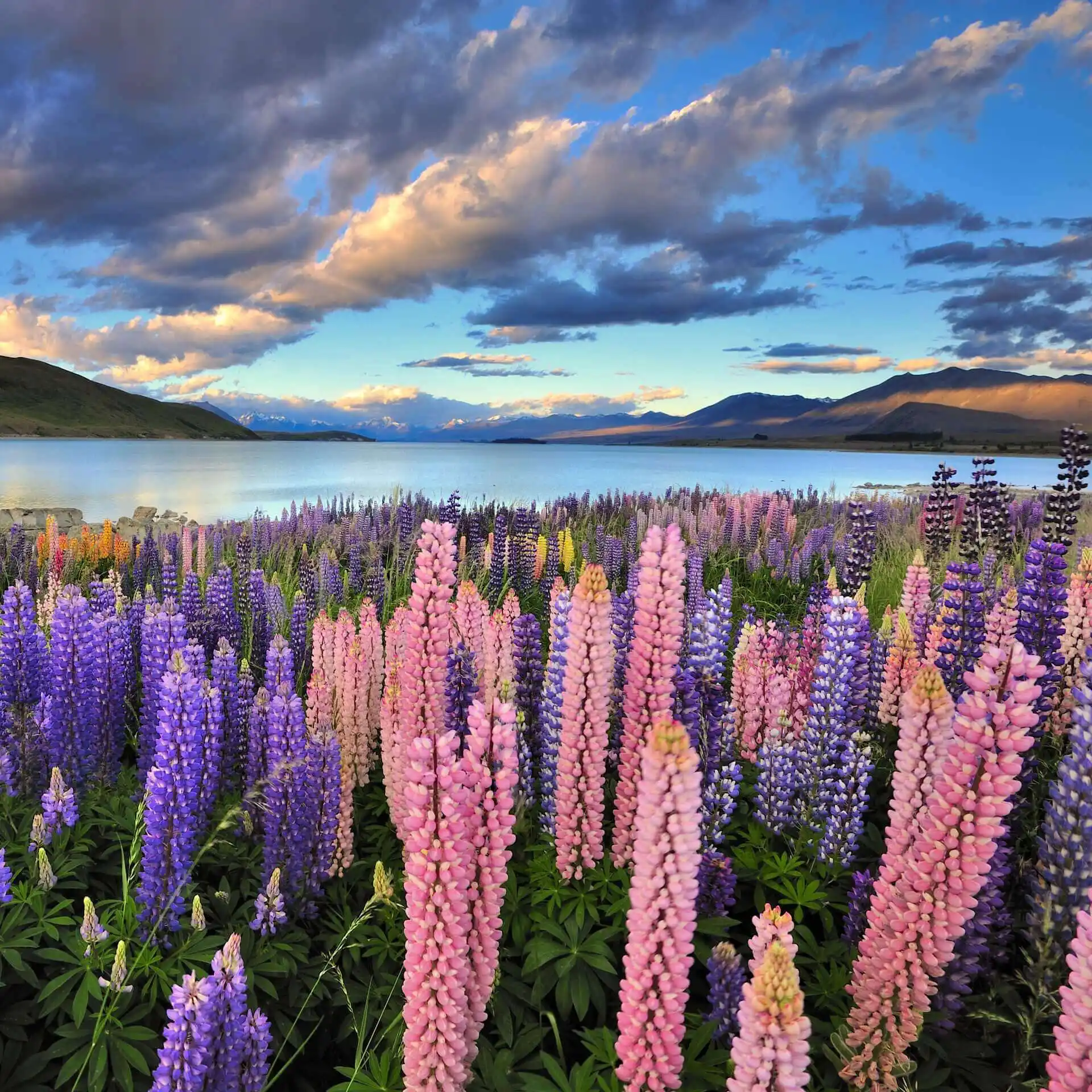 Lupinen am Lake Tekapo Neuseeland
