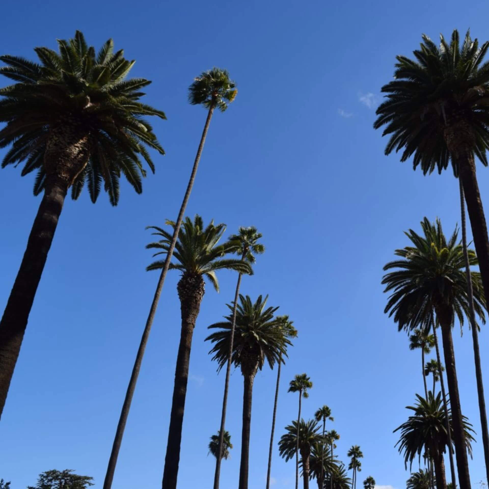 Palmen in Los Angeles