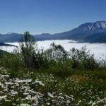 Blumen vor dem Mount St. Helens