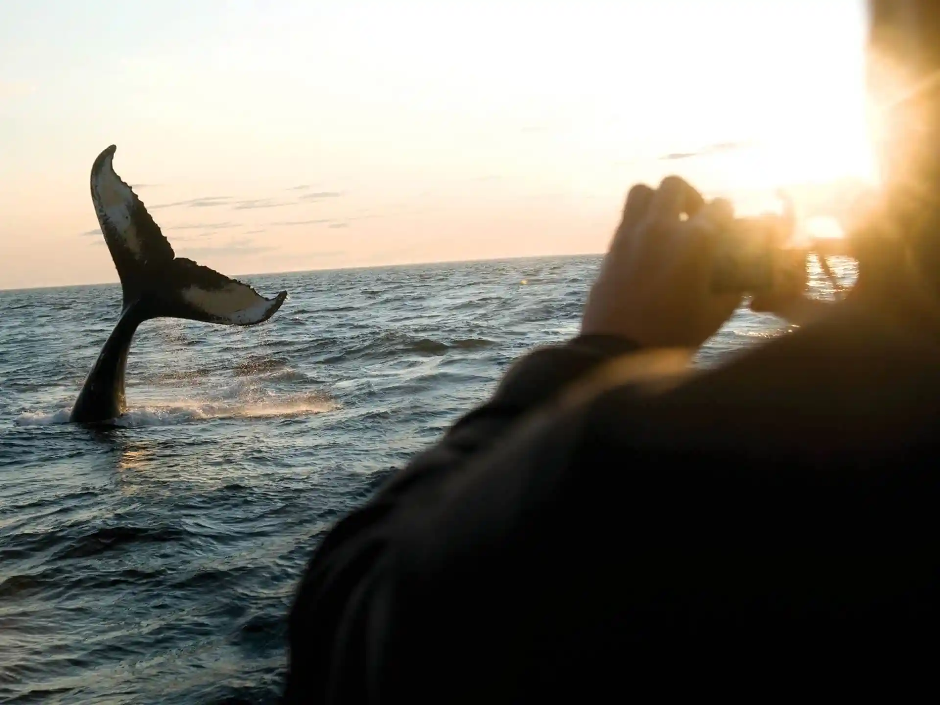Whale Watching in Nova Scotia