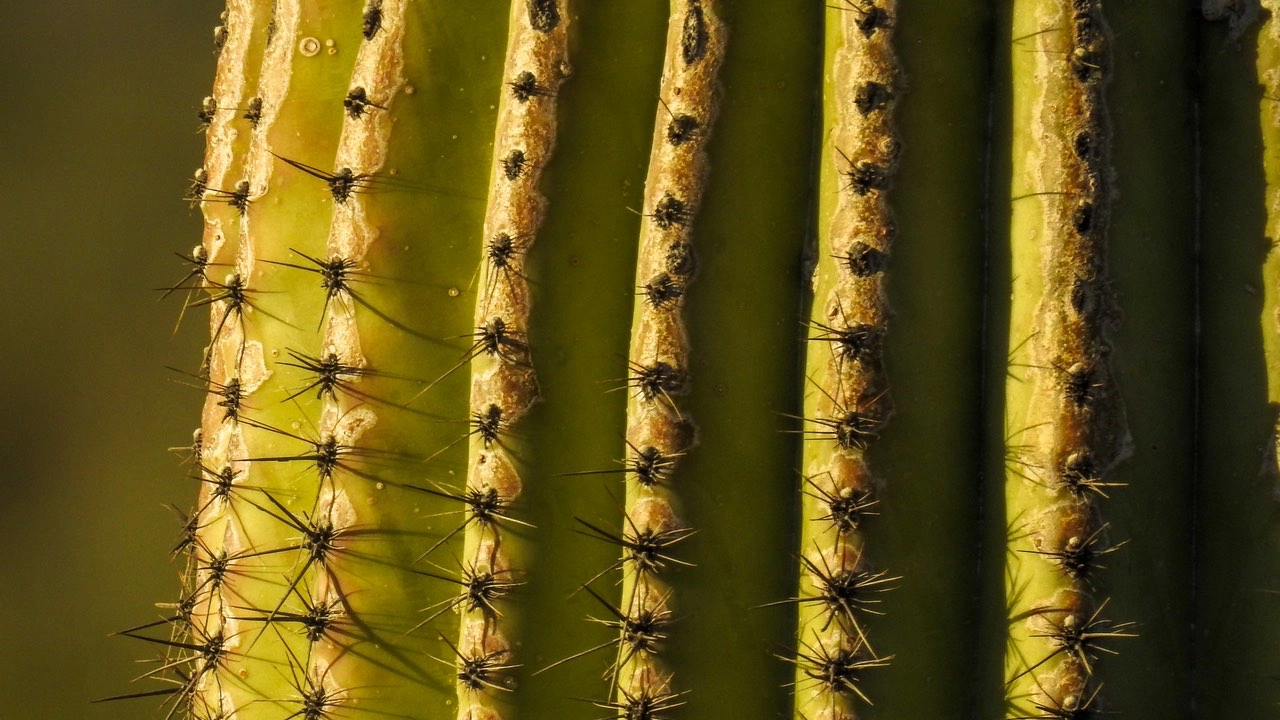 Kaktus im Saguaro Nationalpark