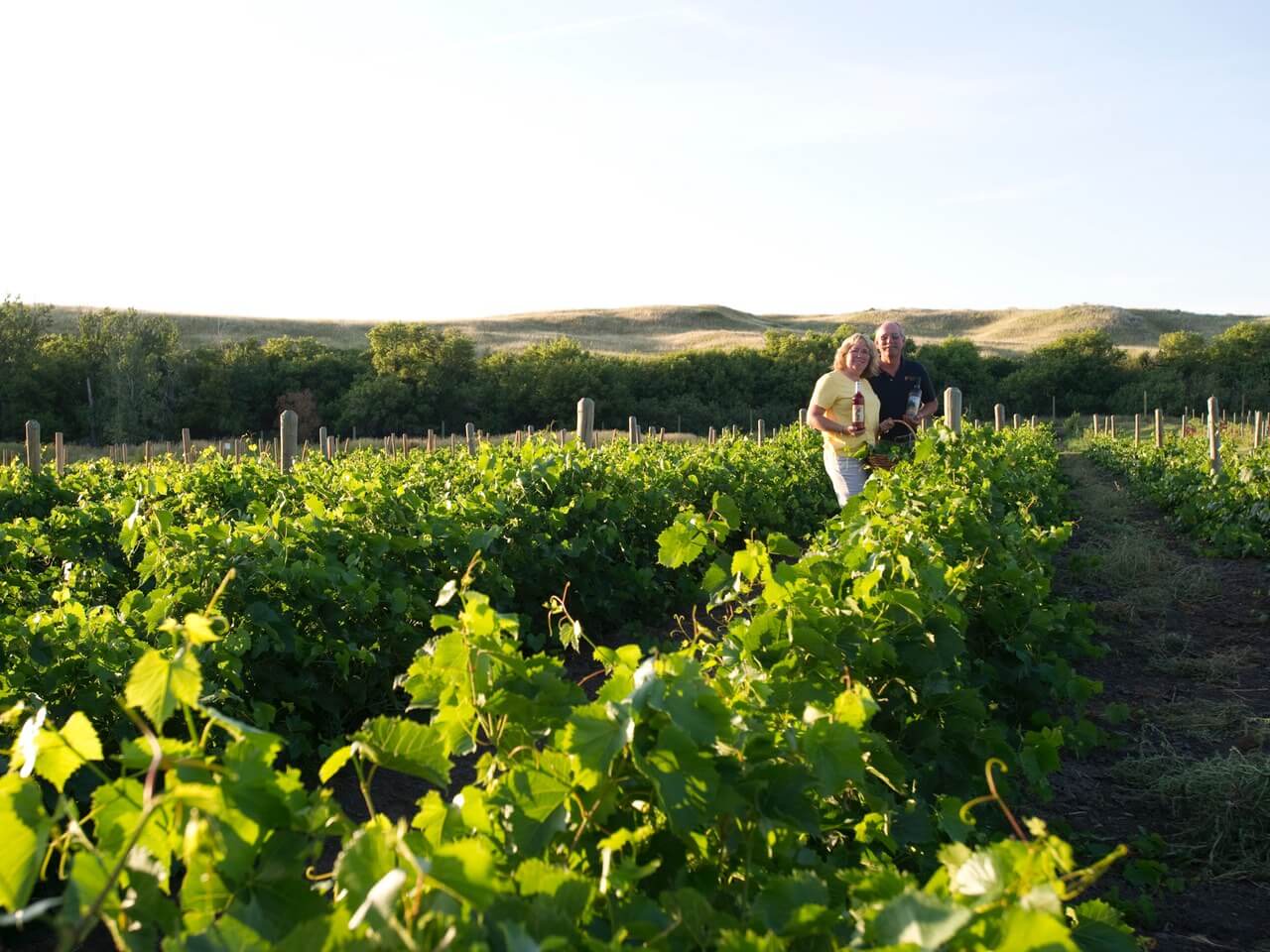 Weinanbaugebiet in Saskatchewan