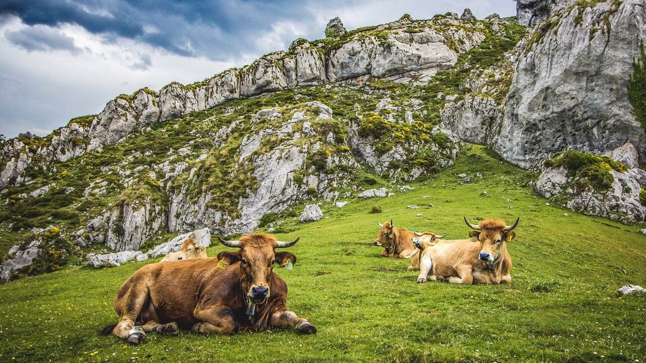 Kühe auf einer Wiese im Nationalpark Picos de Europa