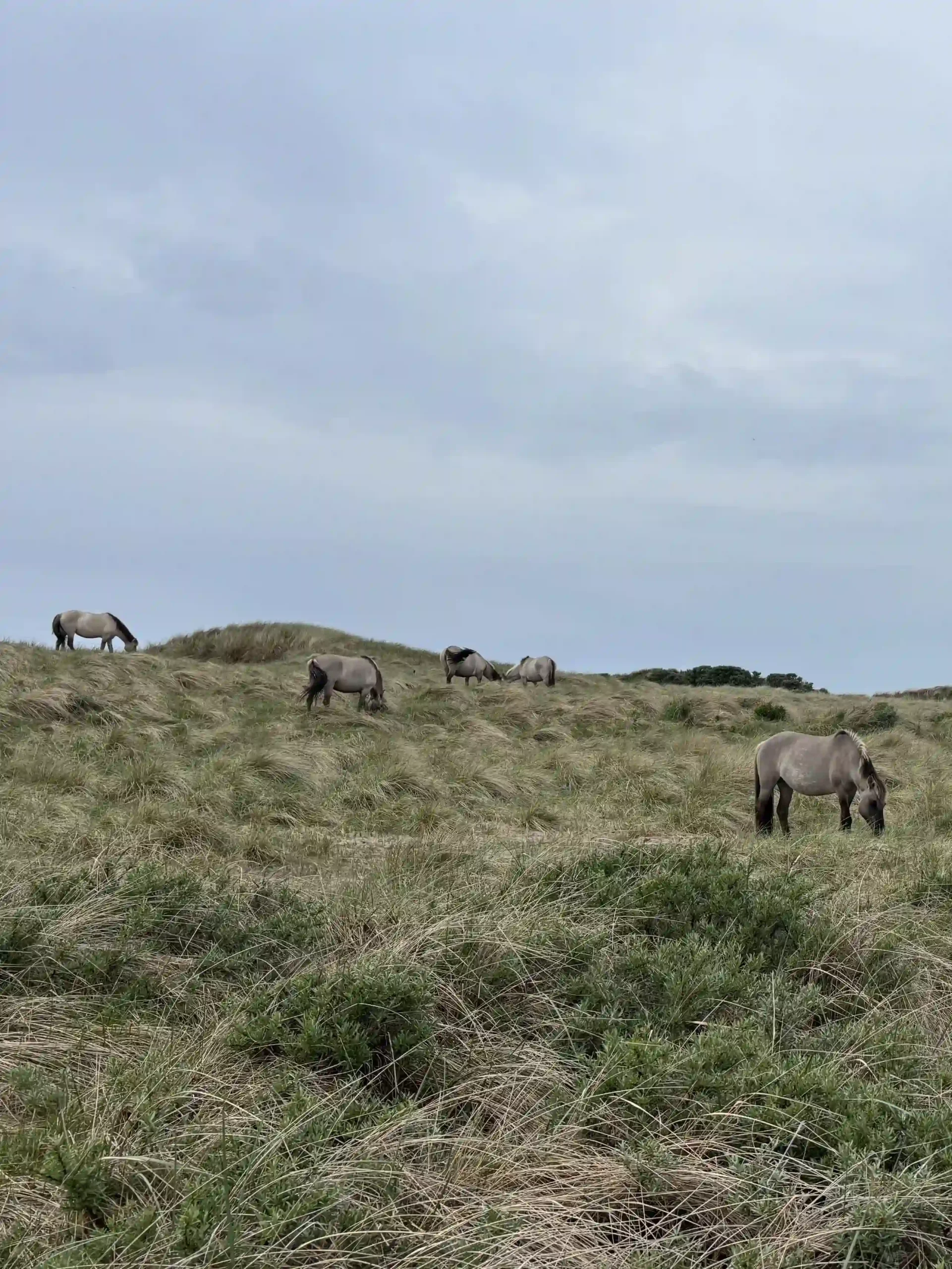 Eine Herde graubrauner Wildpferde (Koniks) grast in Sanddünen.
