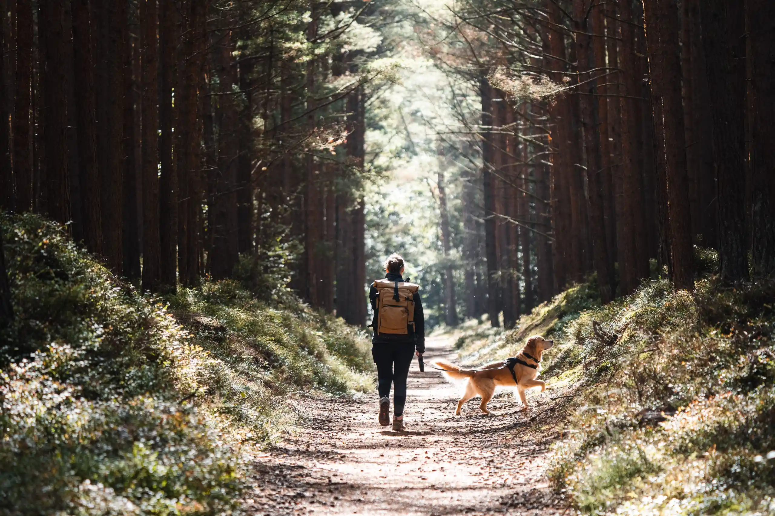 Camping mit Hund