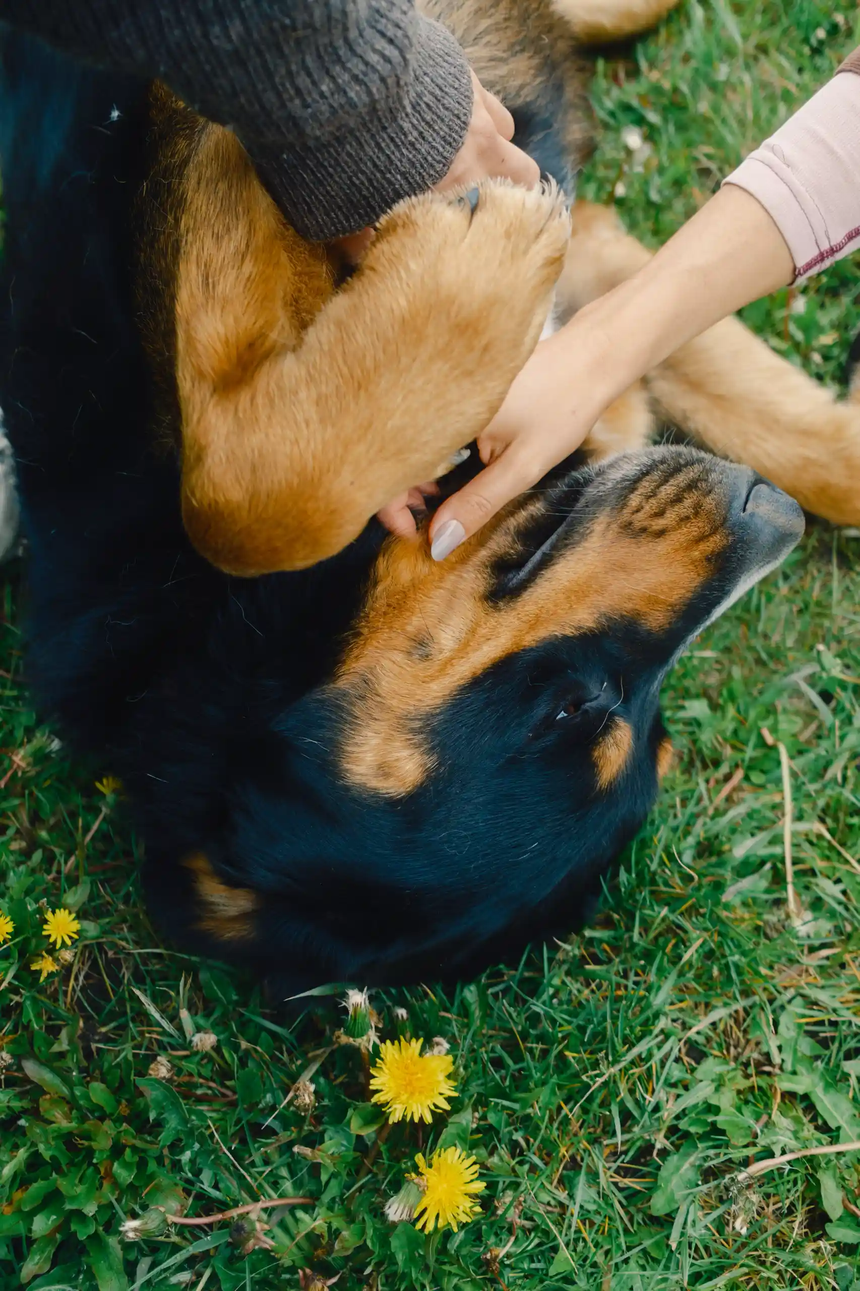 Ein Hund auf einer Wiese
