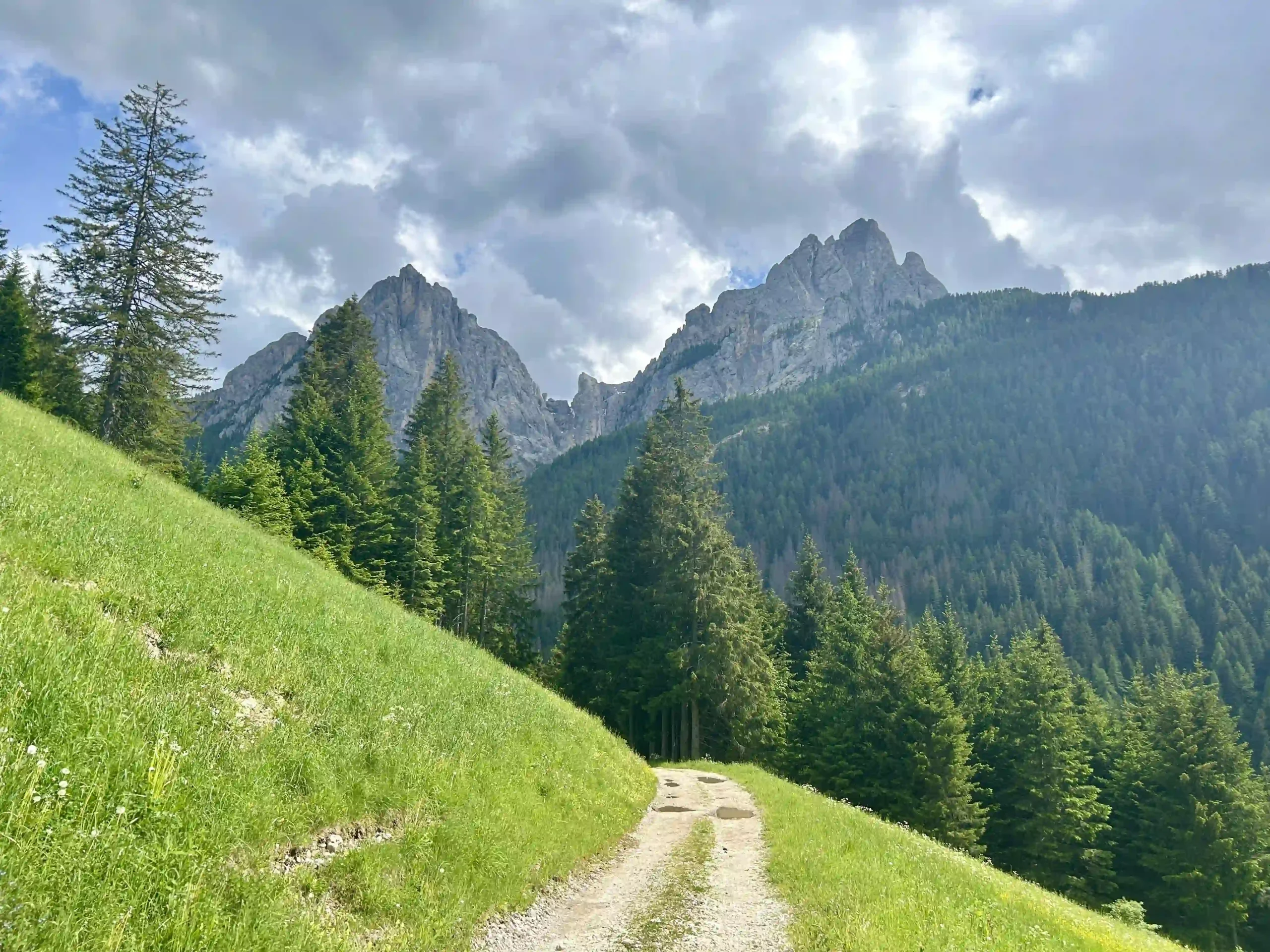Ein Wanderweg, umgeben von saftig-hellgrünem Gras in den Dolomiten mit Tannen und Berggipfeln am Horizont herausragend.