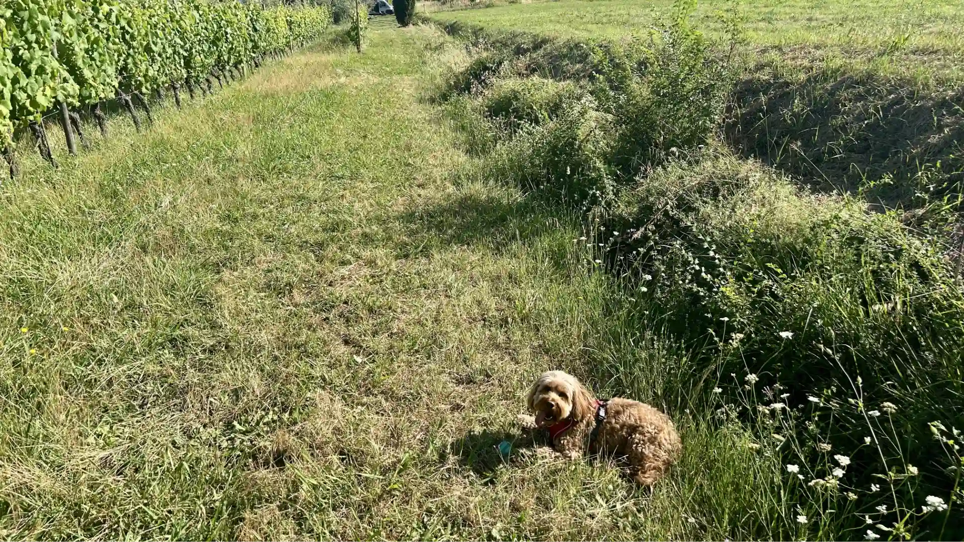 Ein flauschiger, brauner Hund liegend auf einer weitläufigen grünen Wiese zwischen den Weinreben.