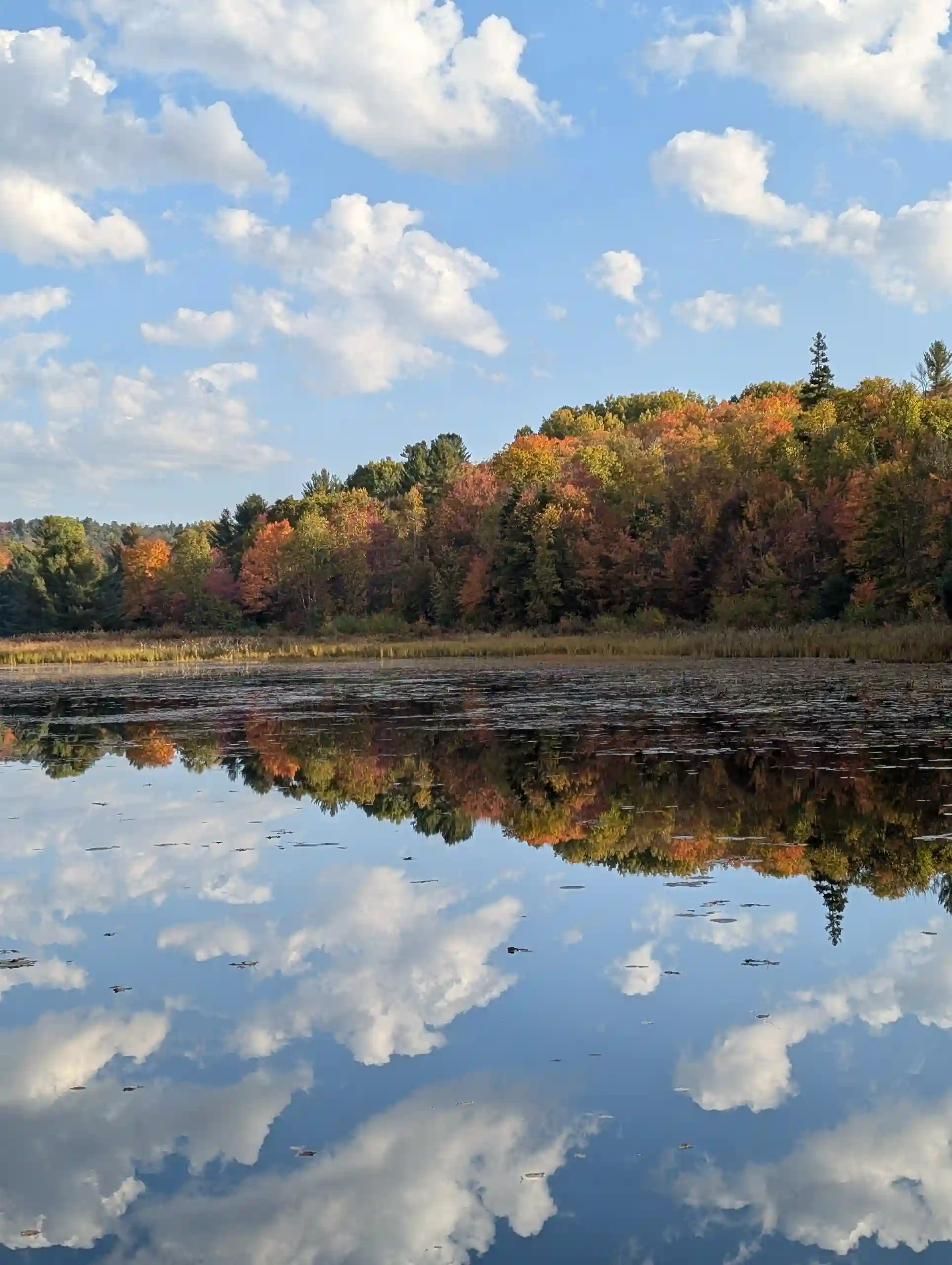 Bunte Bäume reihen sich an einem See im Algonquin-Nationalpark.
