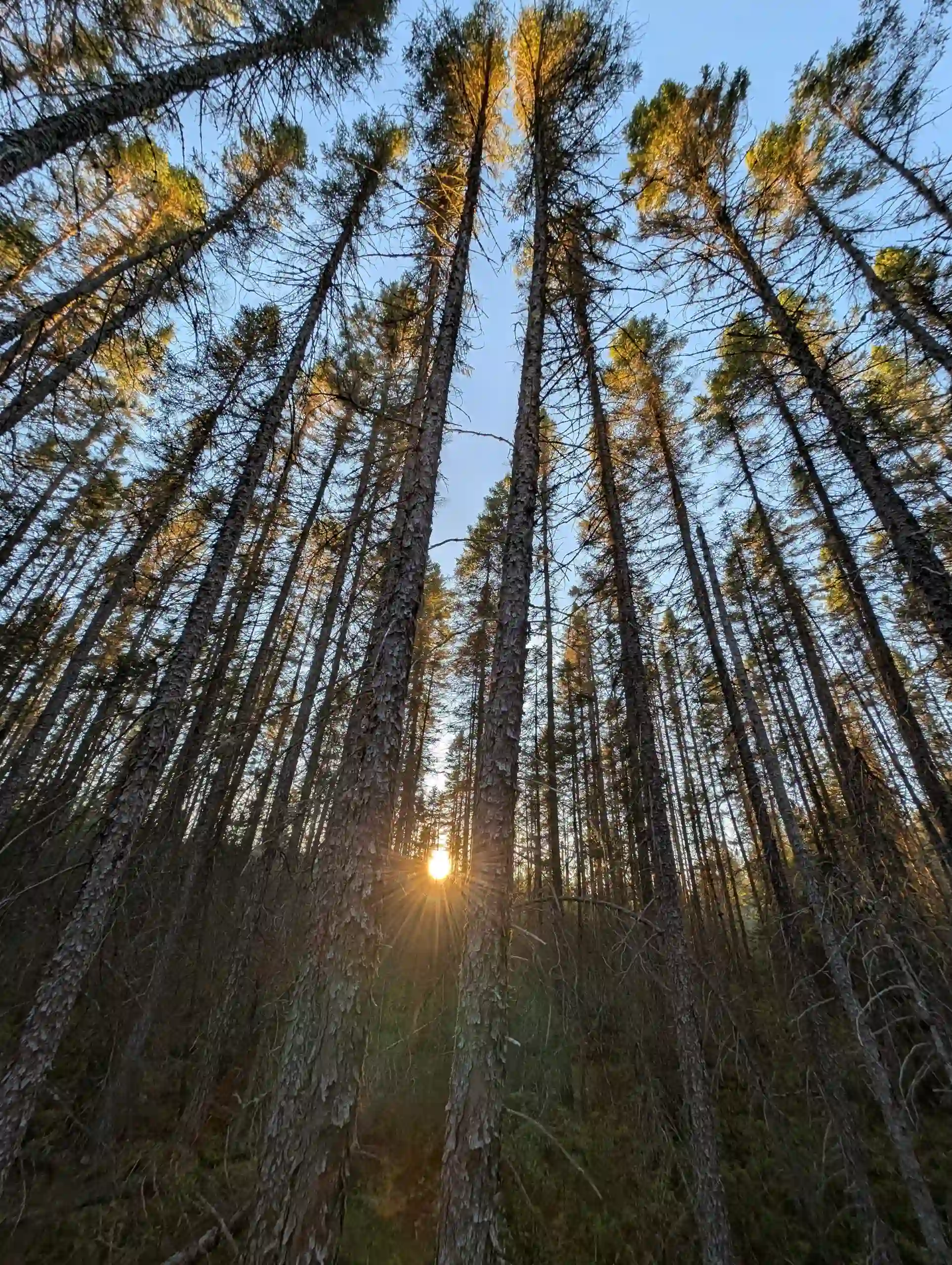 Die Sonne strahlt durch einen Wald hindurch.