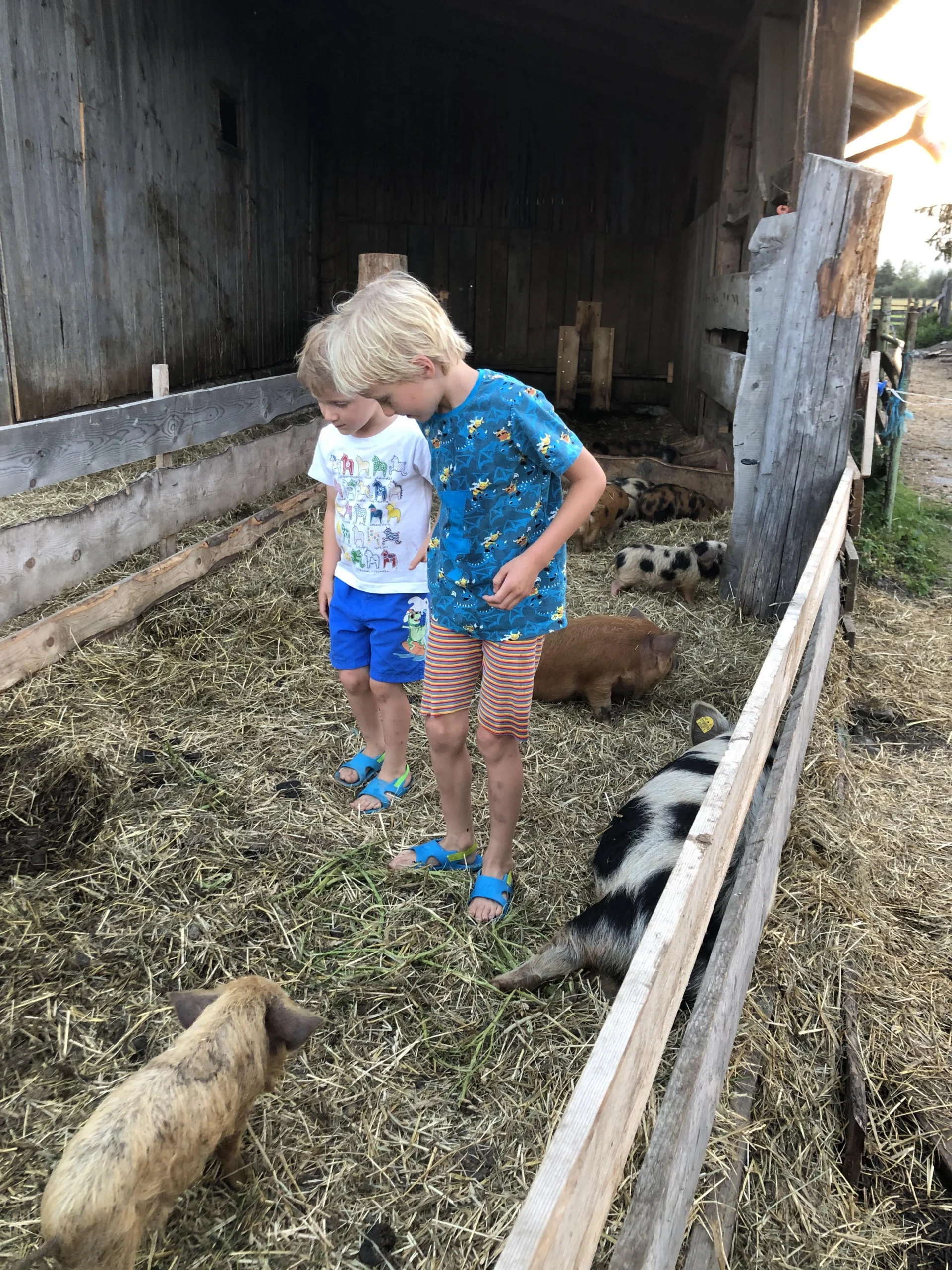 Zwei Kinder beobachten im Schweinestall, kleine, gefleckte Ferkel.