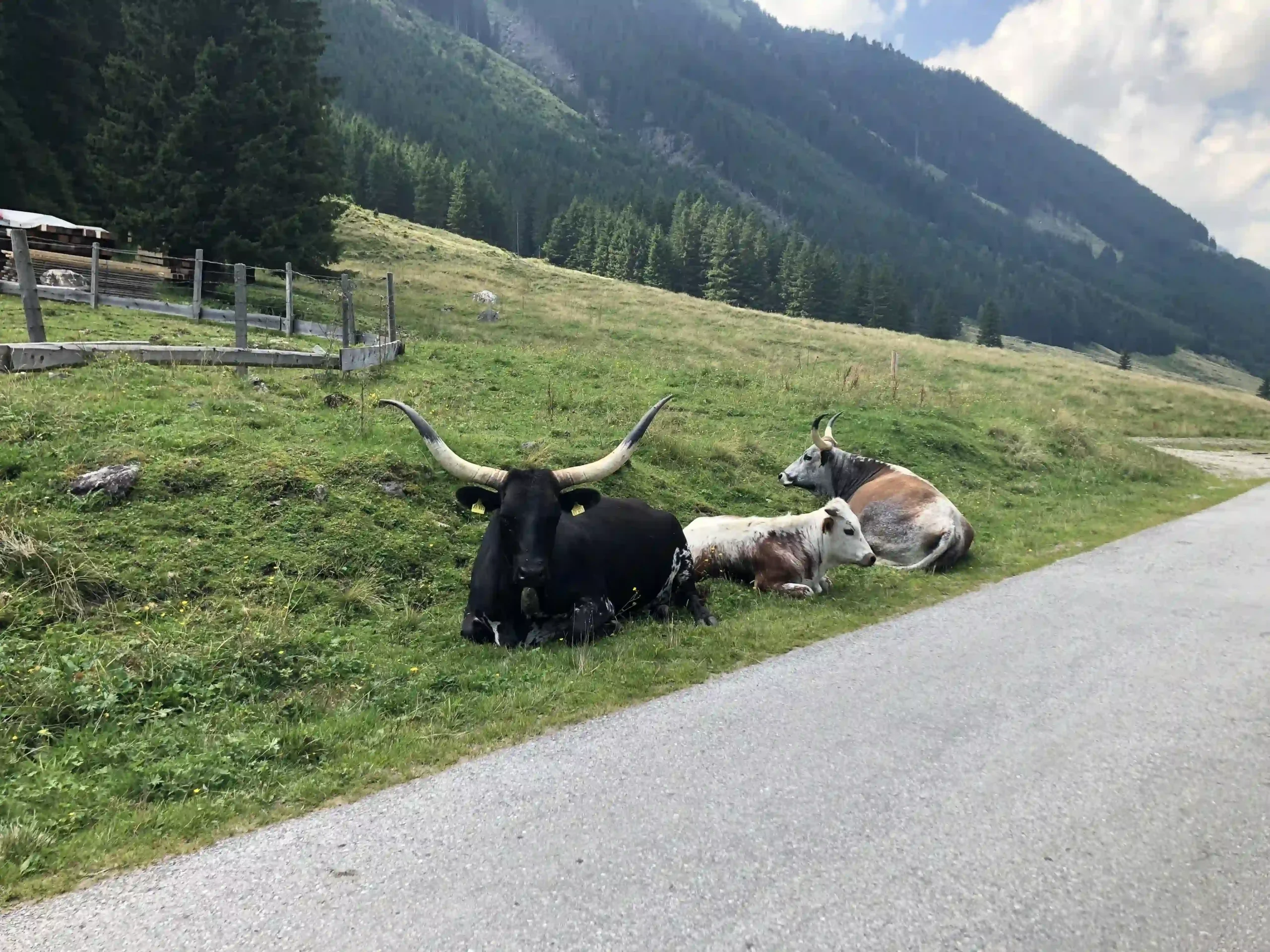 Drei Kühe mit langen Hörnern, die an einem Straßenrand im Gebirge grasen