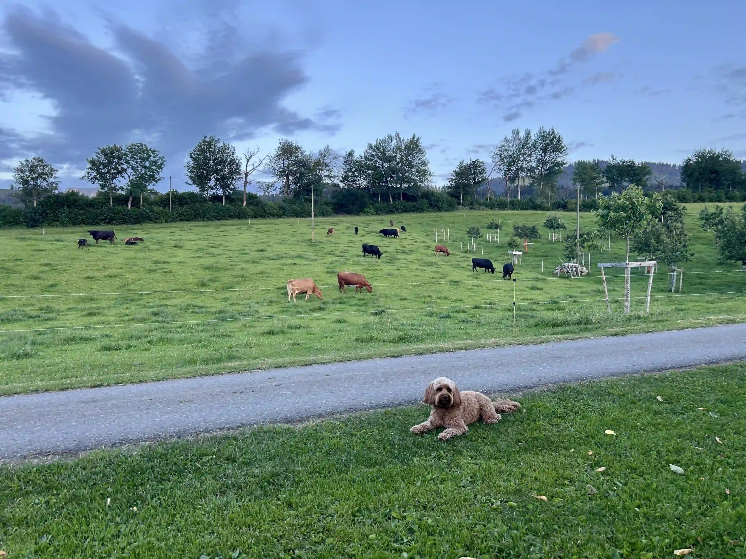 Ein brauner Hund liegend vor einer Wiese mit grasenden Kühen.