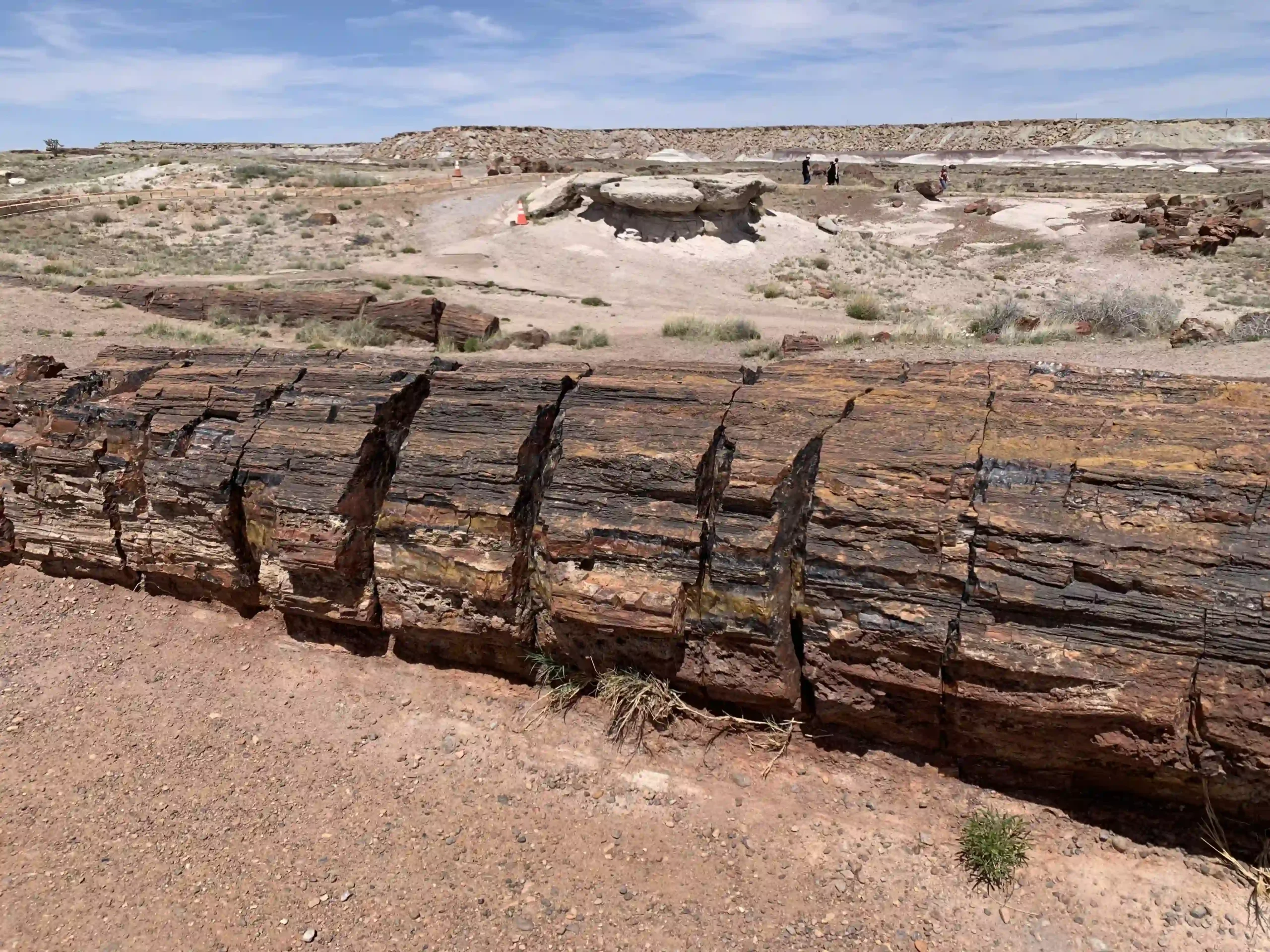 Eine Detailaufnahme eines großen, am Boden liegenden versteinerten Baumstamms im Petrified-Forest-Nationalpark.