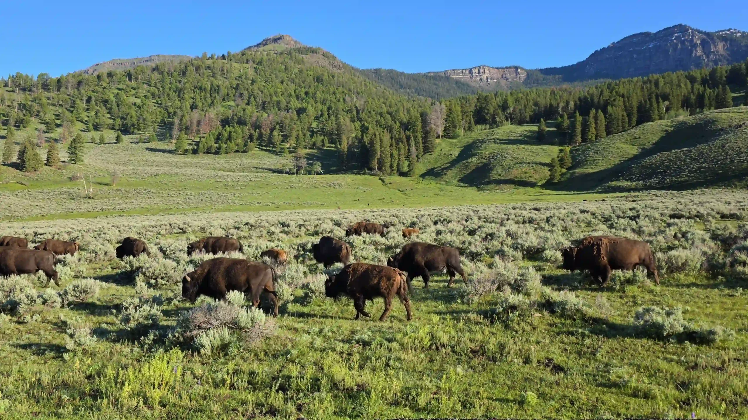Eine Bisonherde grasend auf einer saftgrünen Wiese vor einer mit Tannen bestückten bergigen Kulisse.