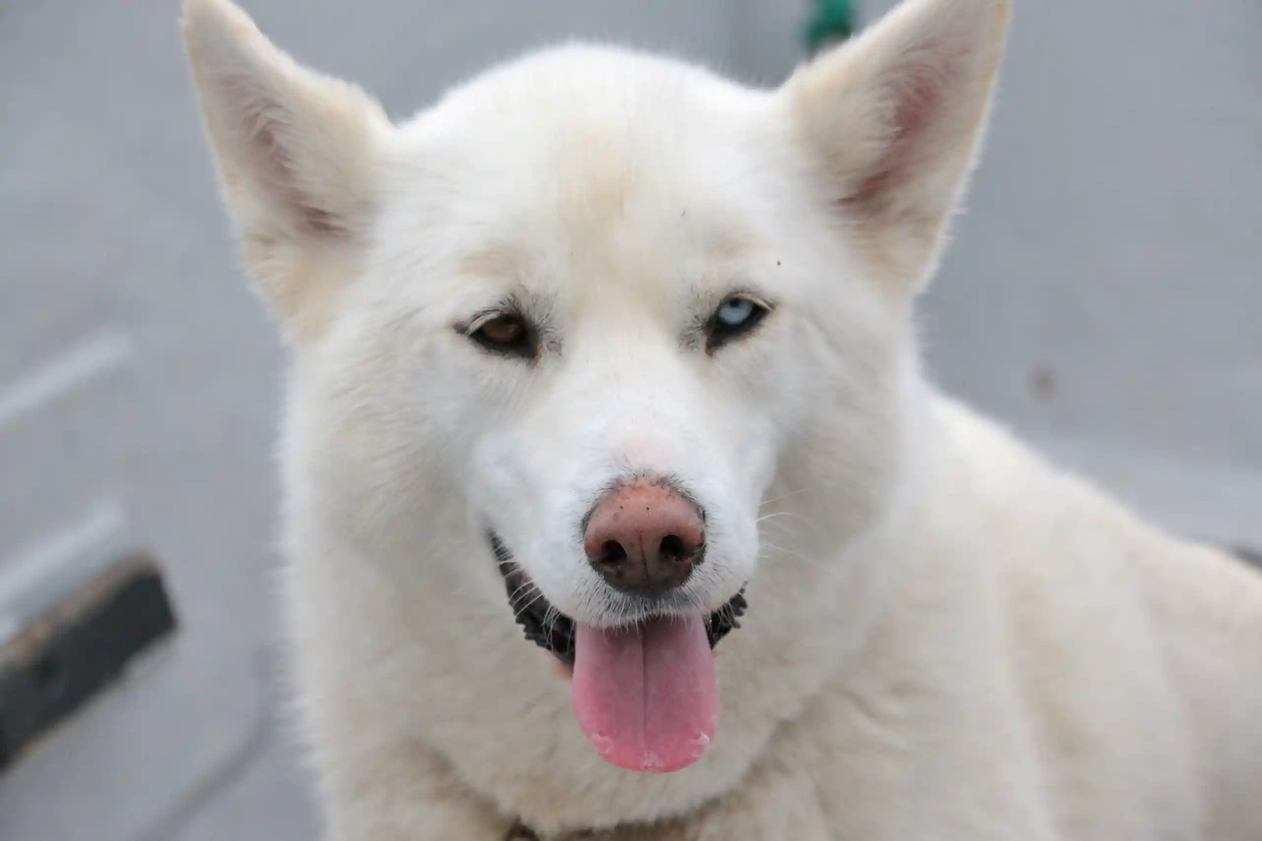 Ein weißer Hund
