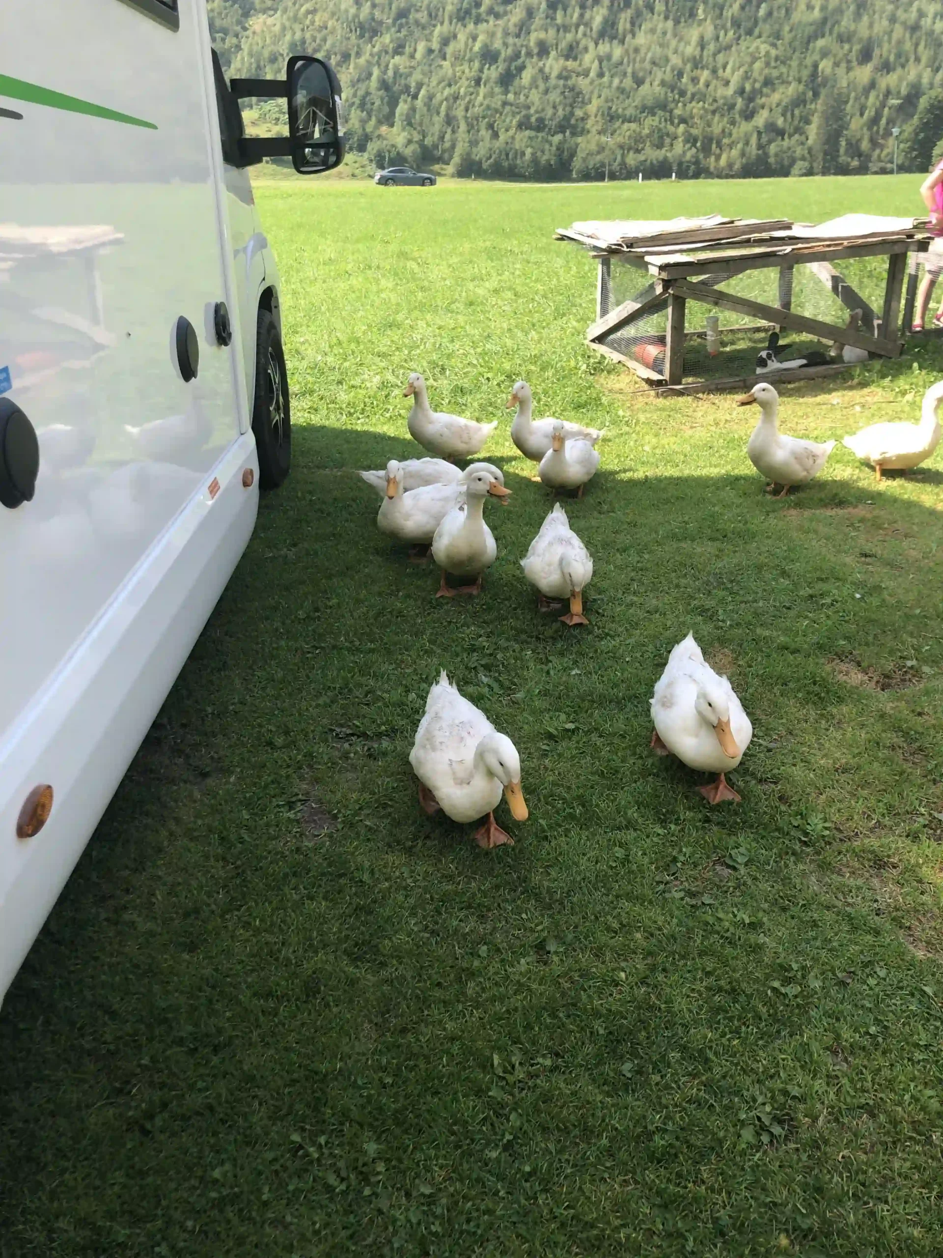 Gruppe weißer Gänse neben einem weißen Wohnmobil.
