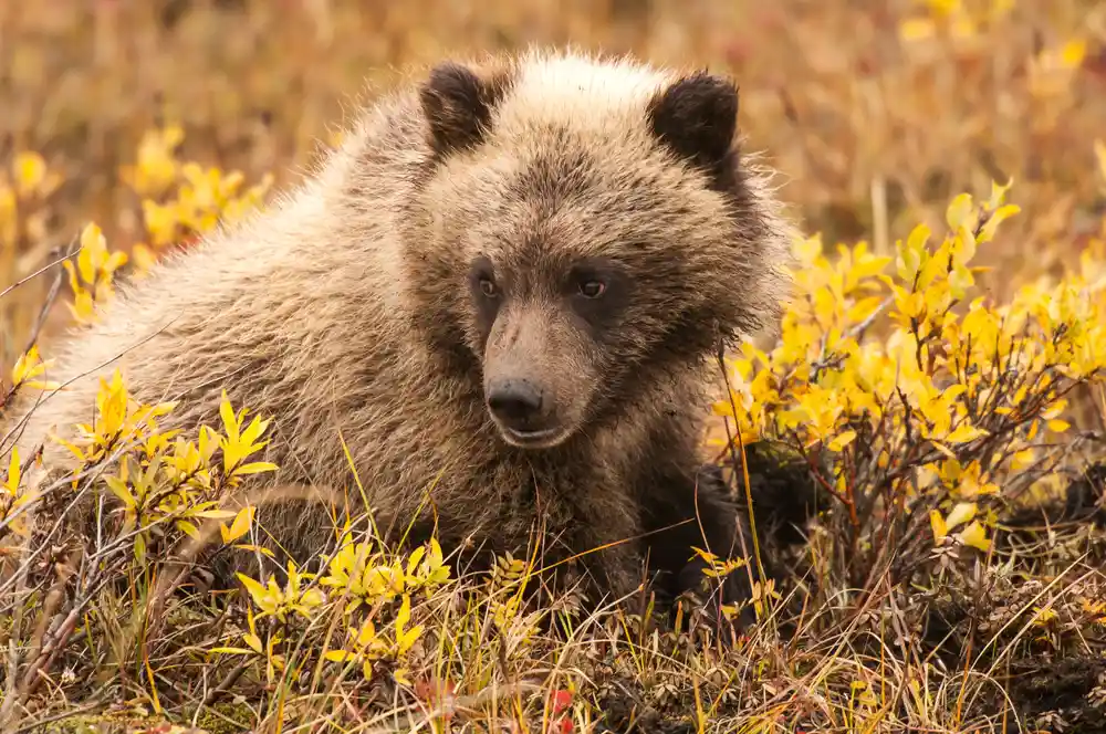 Ein Grizzlybär im Yukon im Herbst