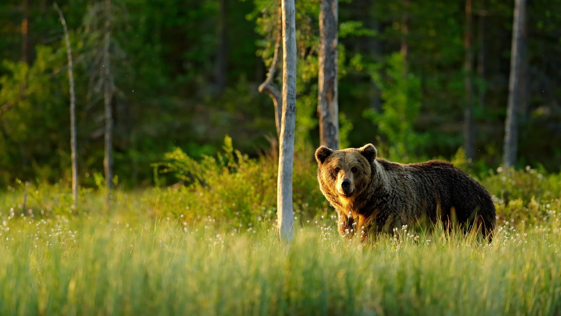 A brown bear in Finlands forests