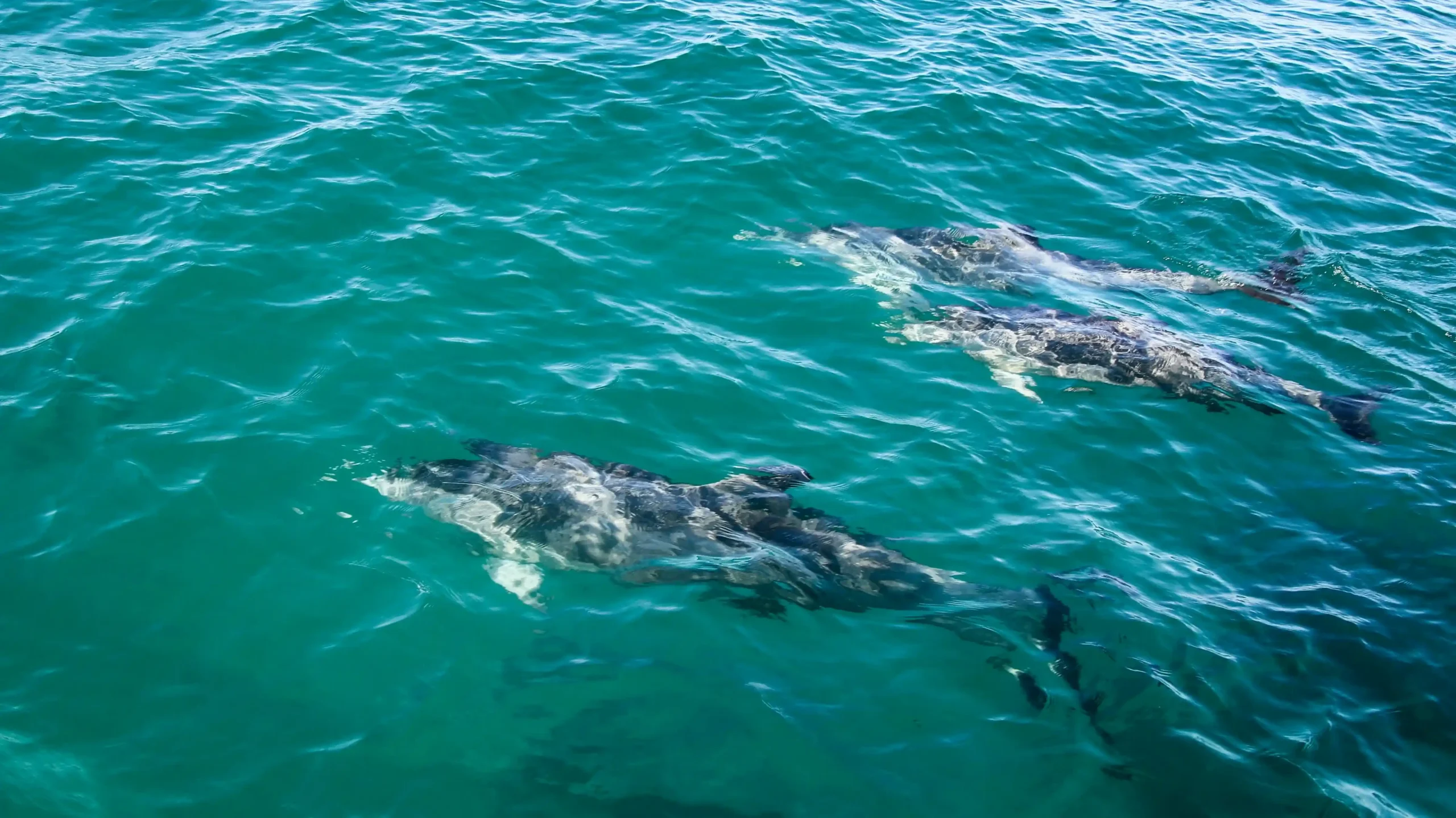 Dolphins swimming just beneath the surface of clear, turquoise ocean water.