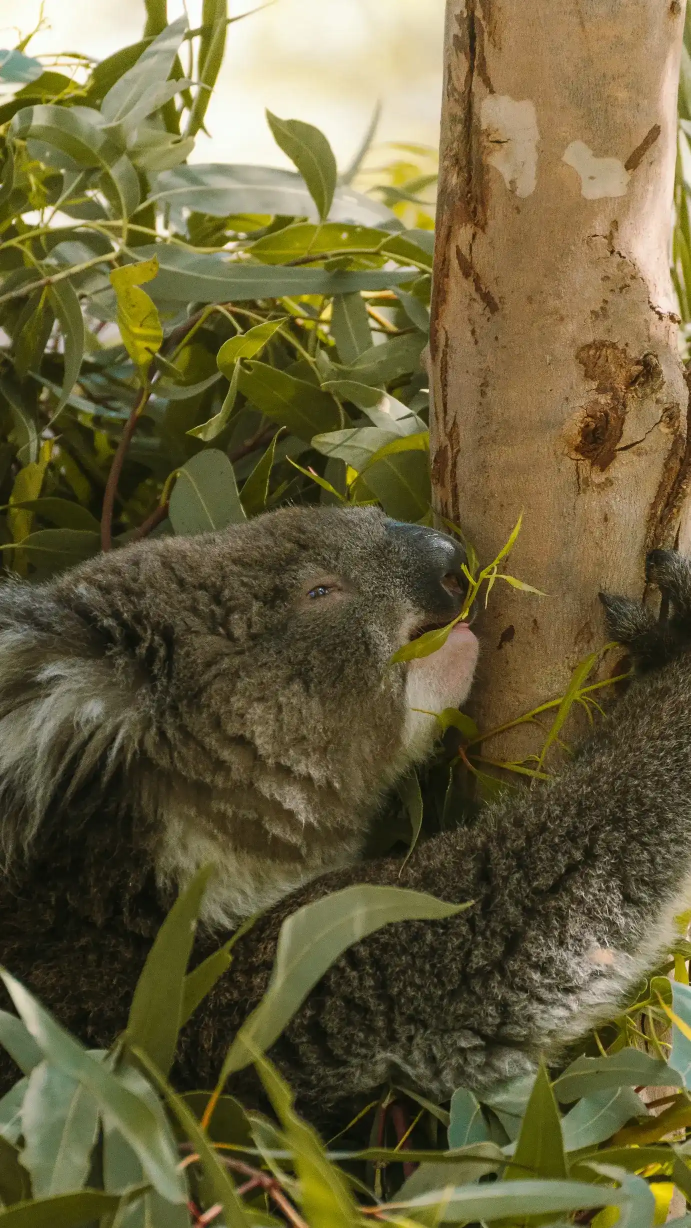 Close-up of a fluffy grey koala clinging to a smooth eucalyptus tree trunk.