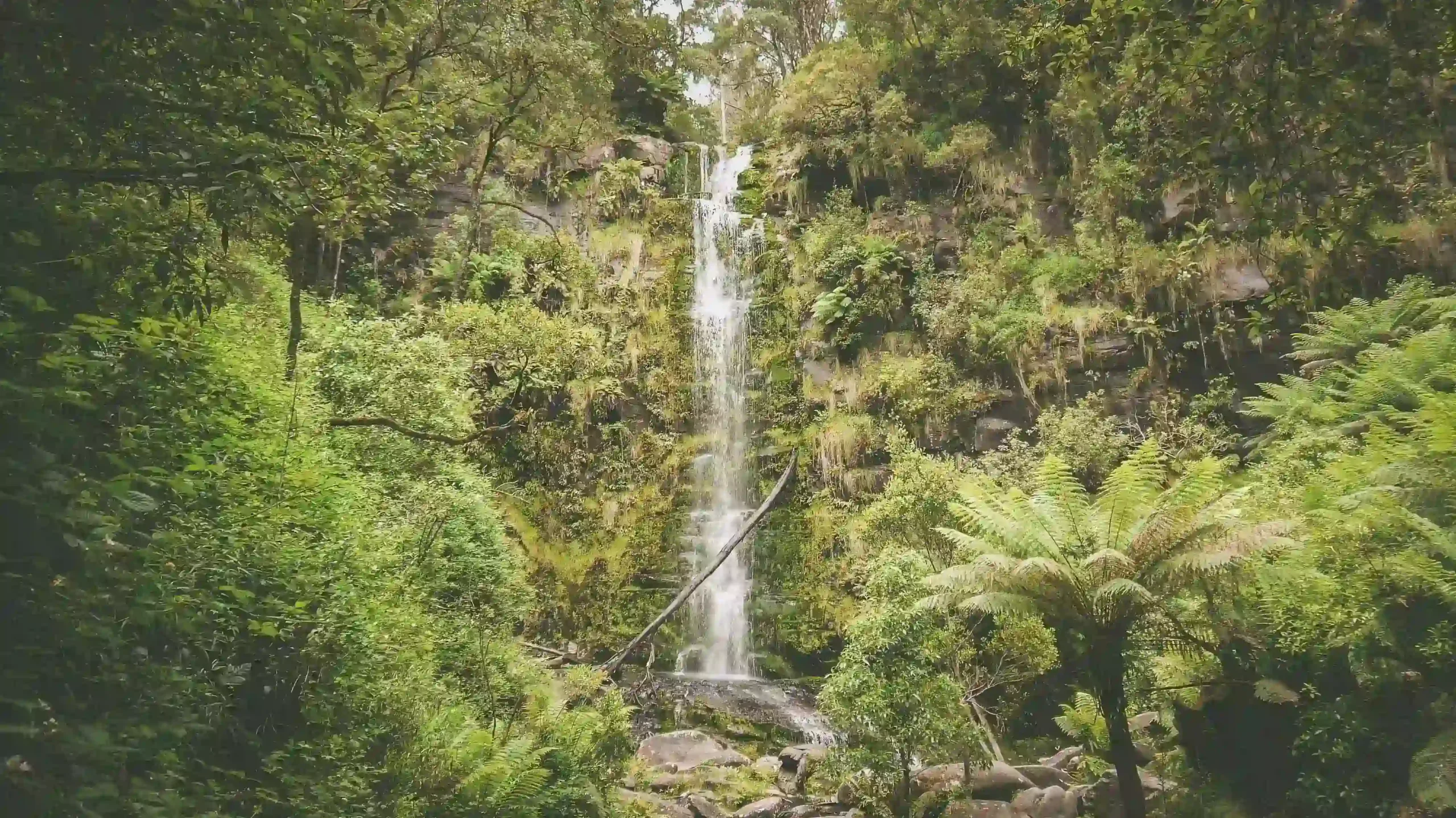 Waterfall cascades down a rocky cliff surrounded by lush, green fern.