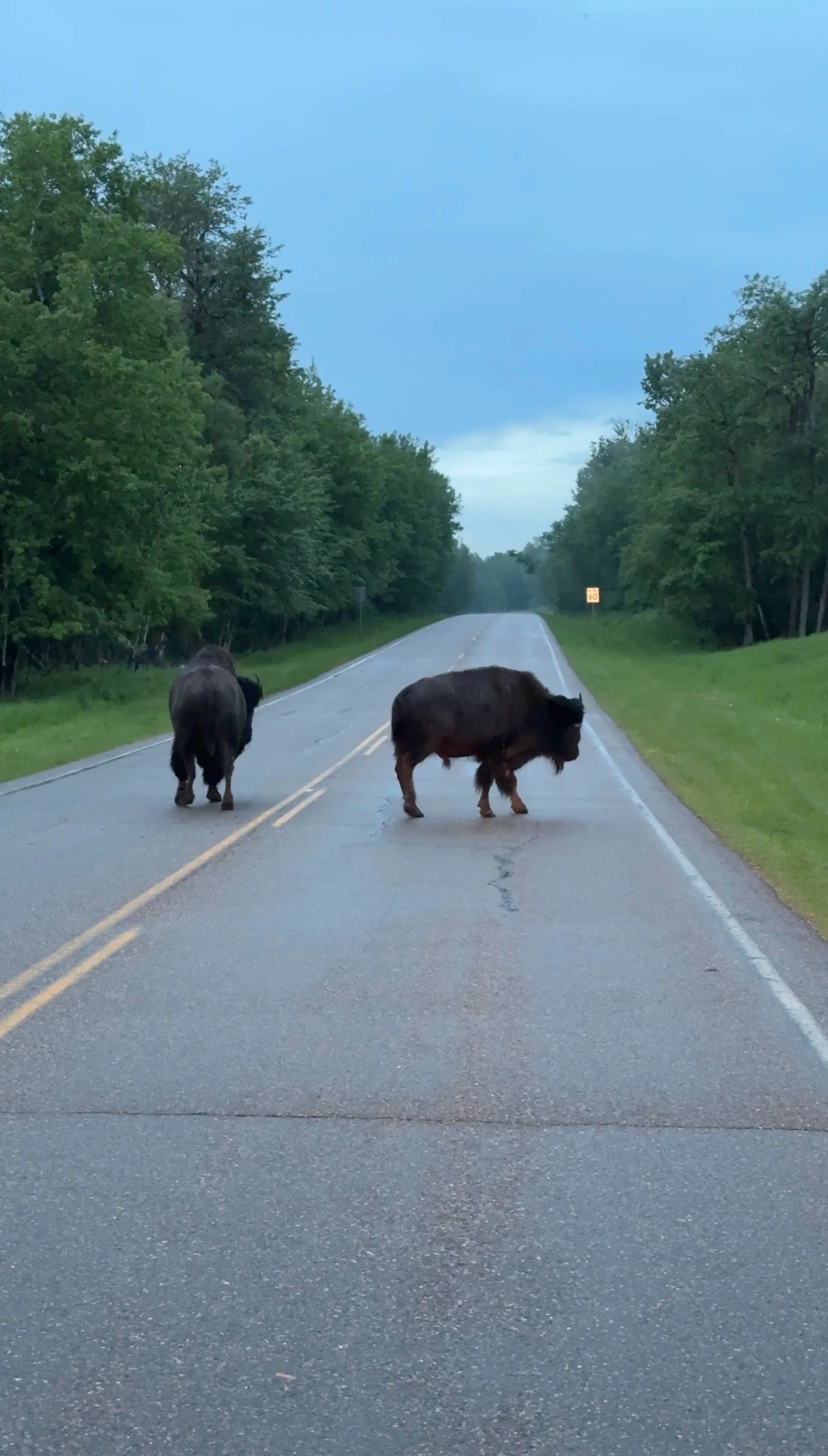 Two large, dark-furred wild bison walk across a paved road.