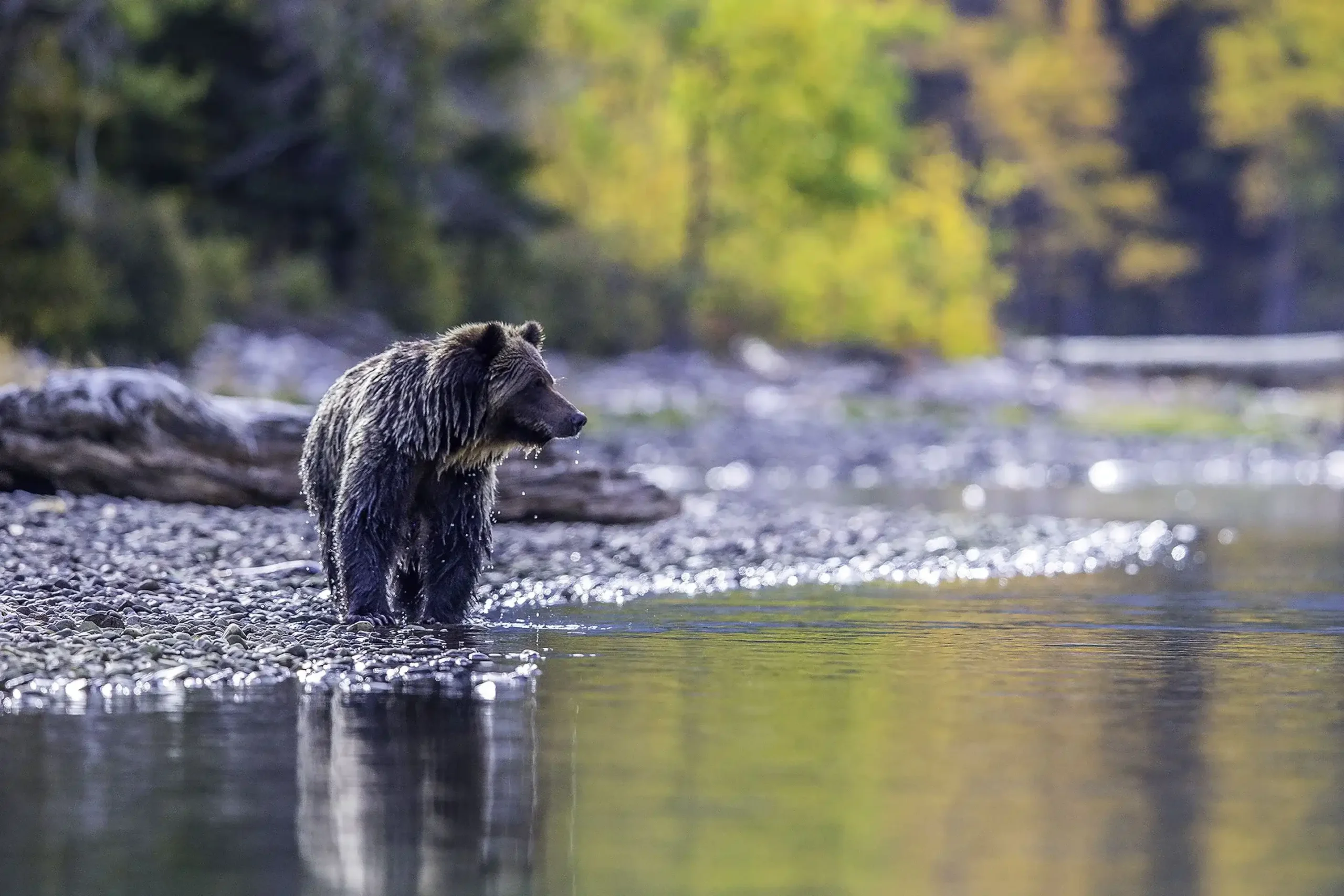 A large grizzly bear with wet, dark fur stands on a pebble-covered riverbank, looking out over the calm water.