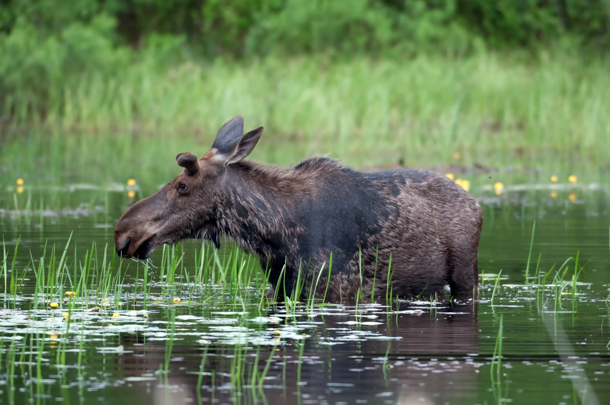 A dark brown moose standing knee-deep in a calm lake in Algonquin Provincial Park, Ontario.