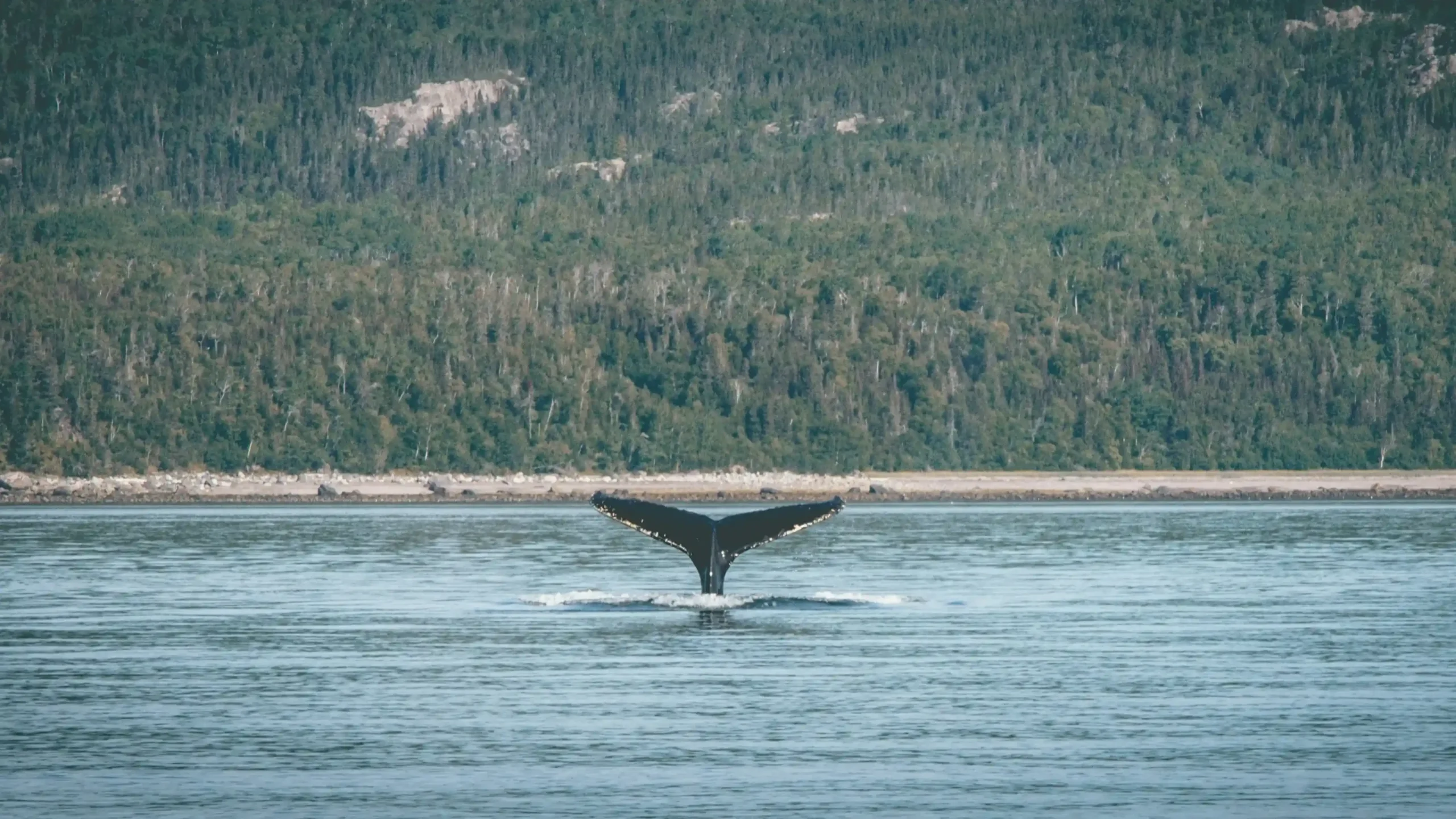 A wide shot of a whale\'s dark fluke rising out of the water in a calm river, with a dense green forest and rocky shoreline in the background.