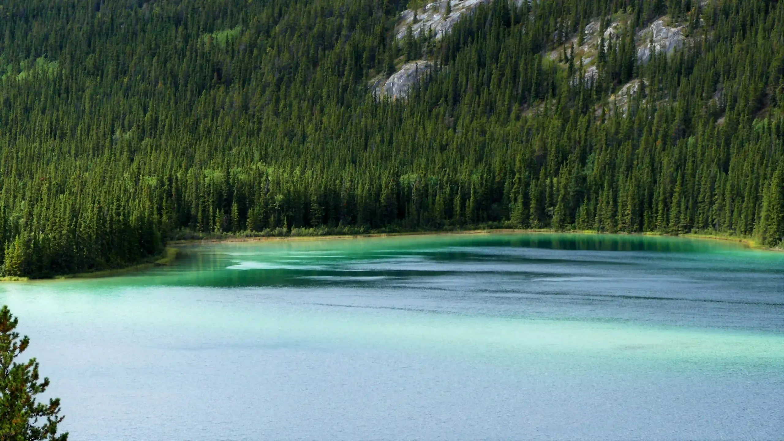View of Emerald Lake in Yukon, Canada, showing its bright turquoise waters. A dense, dark green forest covers a hillside in the background, meeting the water\'s edge.