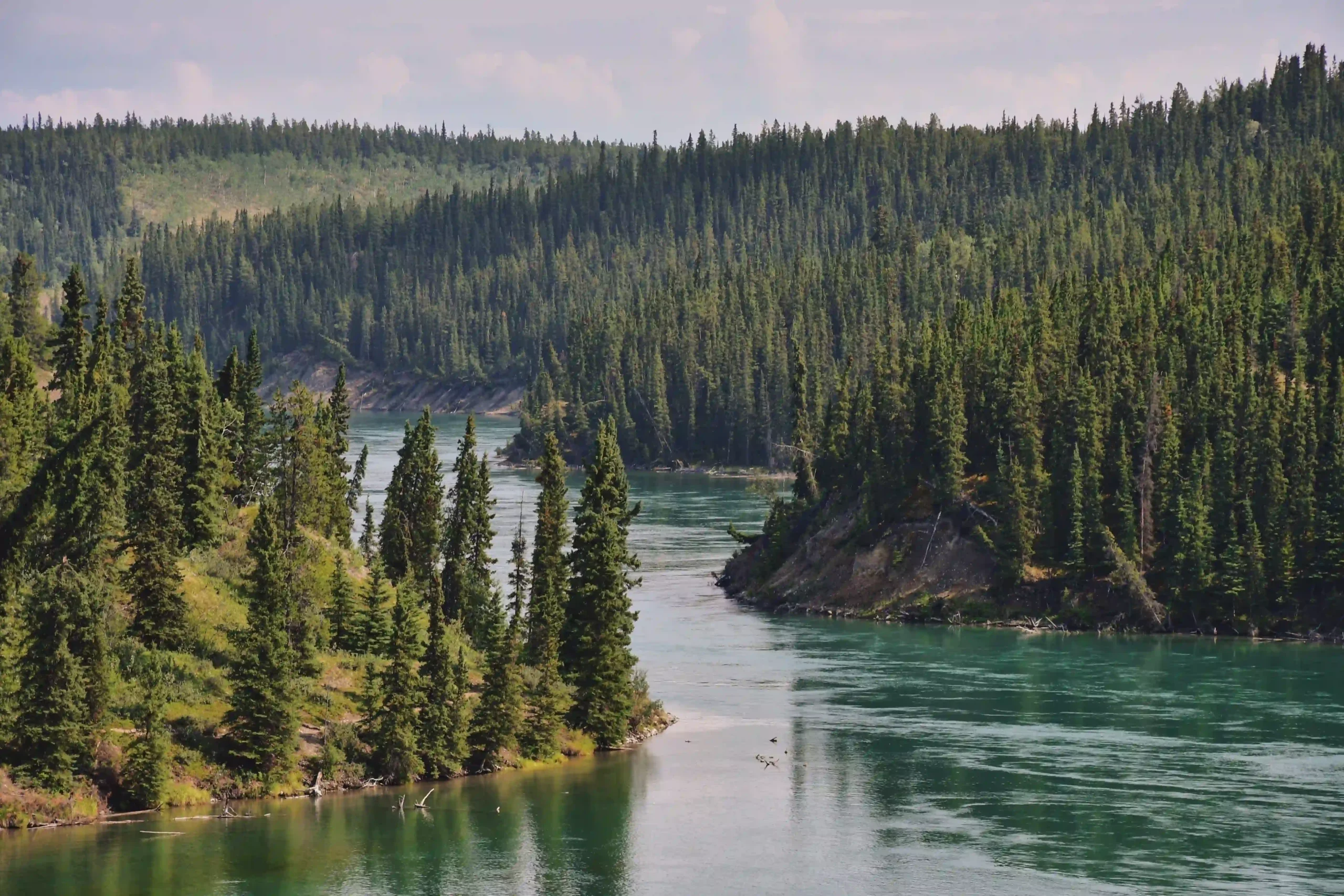 The Yukon River flowing through a dense forest landscape near Whitehorse.