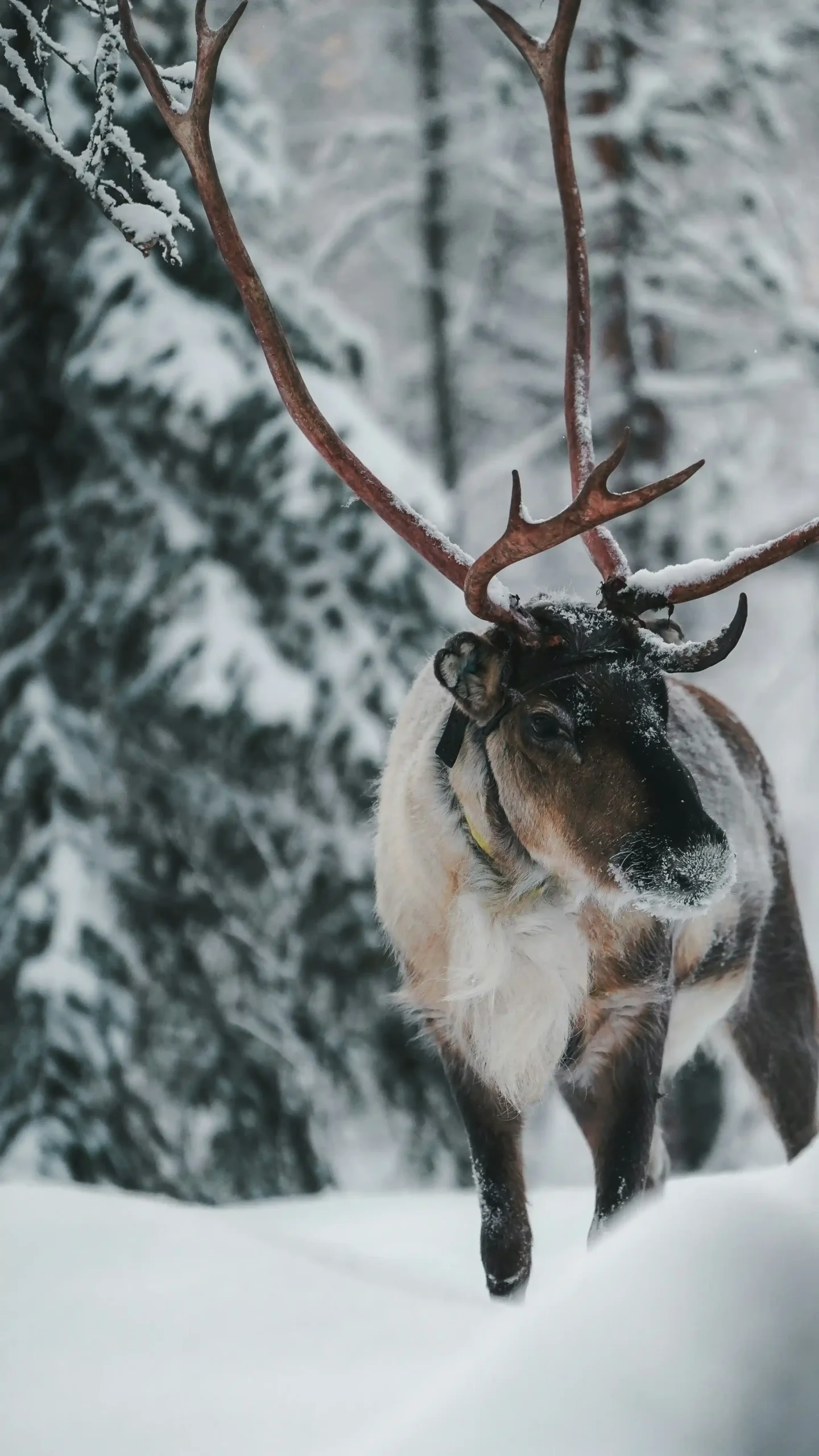 A reindeer with large, velvet-covered antlers standing in deep white snow.