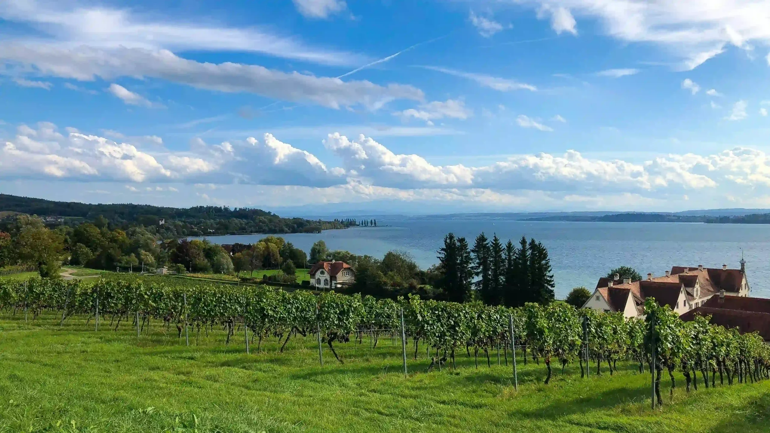 Rows of lush green grapevines on a grassy hill overlooking the calm blue waters of Lake Constance.