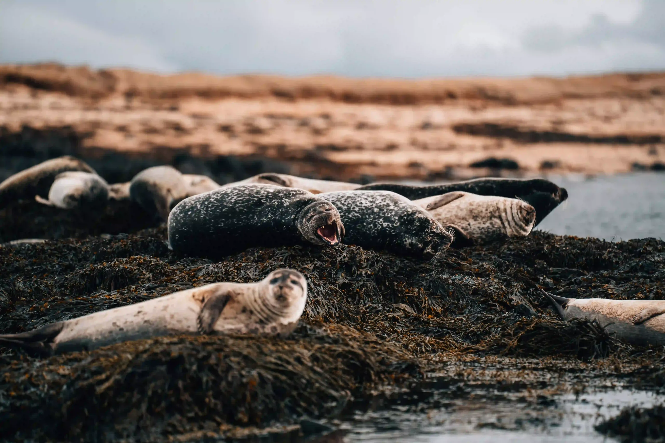 A group of spotted harbor seals resting on dark, seaweed-covered rocks at Ytri Tunga Beach.