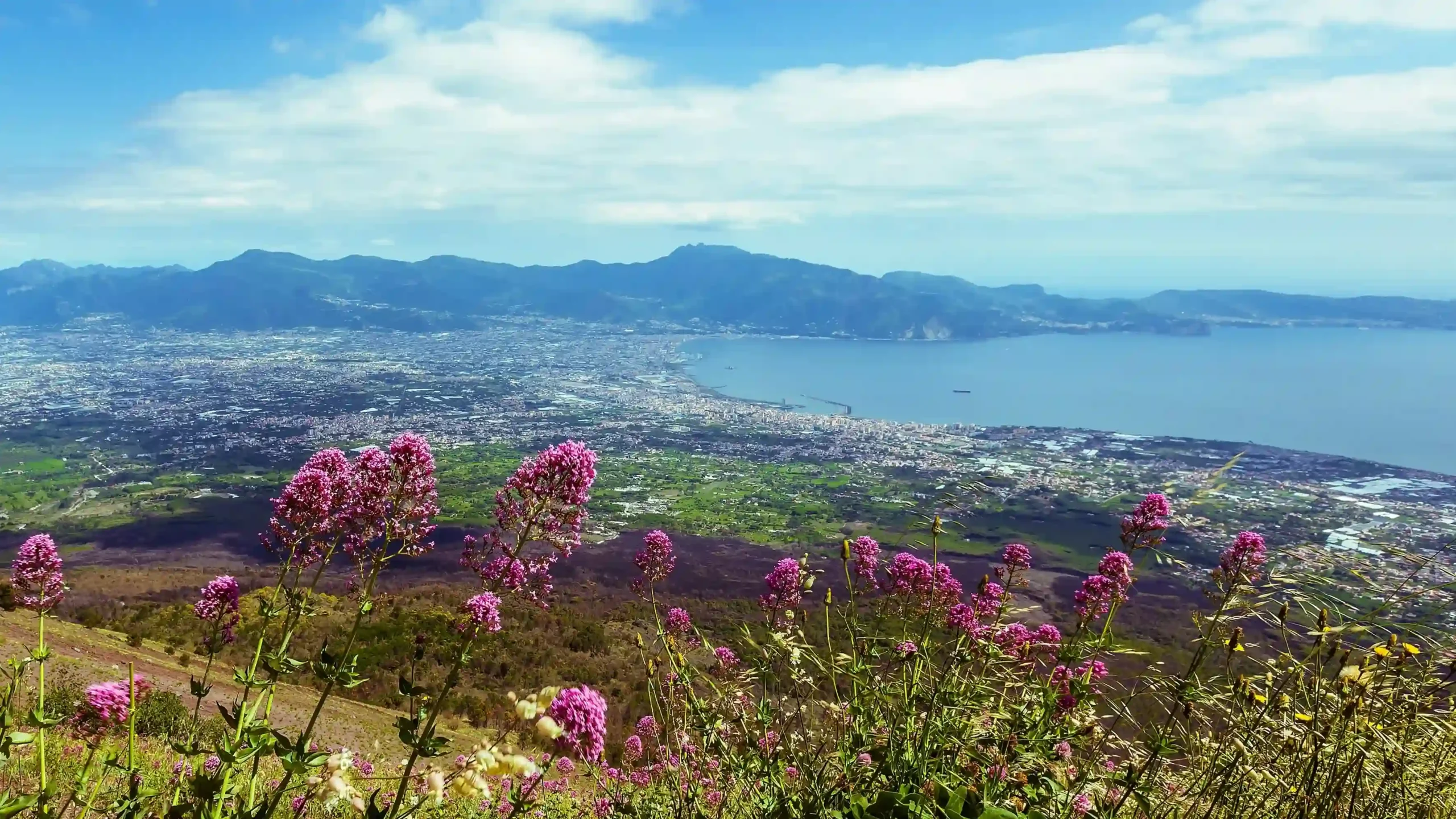 High-angle landscape shot from a volcanic slope covered in blooming pink wildflowers, looking down at a sprawling coastal city along a sweeping blue bay.