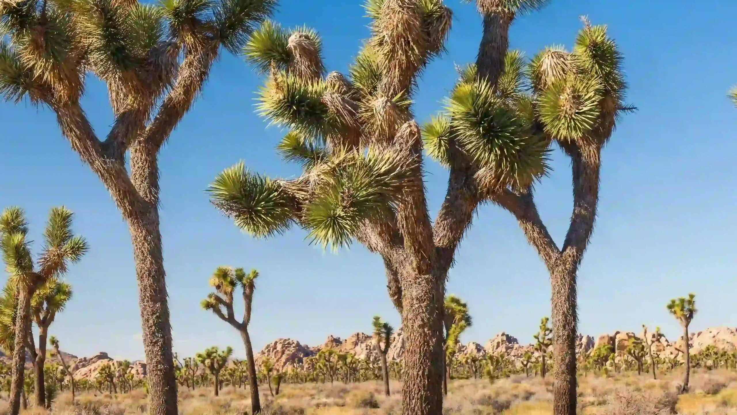 A group of tall Joshua trees with spiky green leaves standing in a dry desert landscape with scattered boulders and rock formations under a clear blue sky in Joshua Tree National Park.
