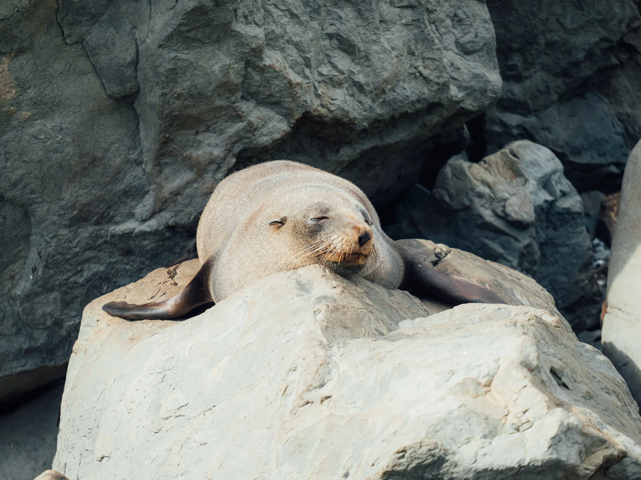 A light brown fur seal resting its head on a large, flat grey rock.