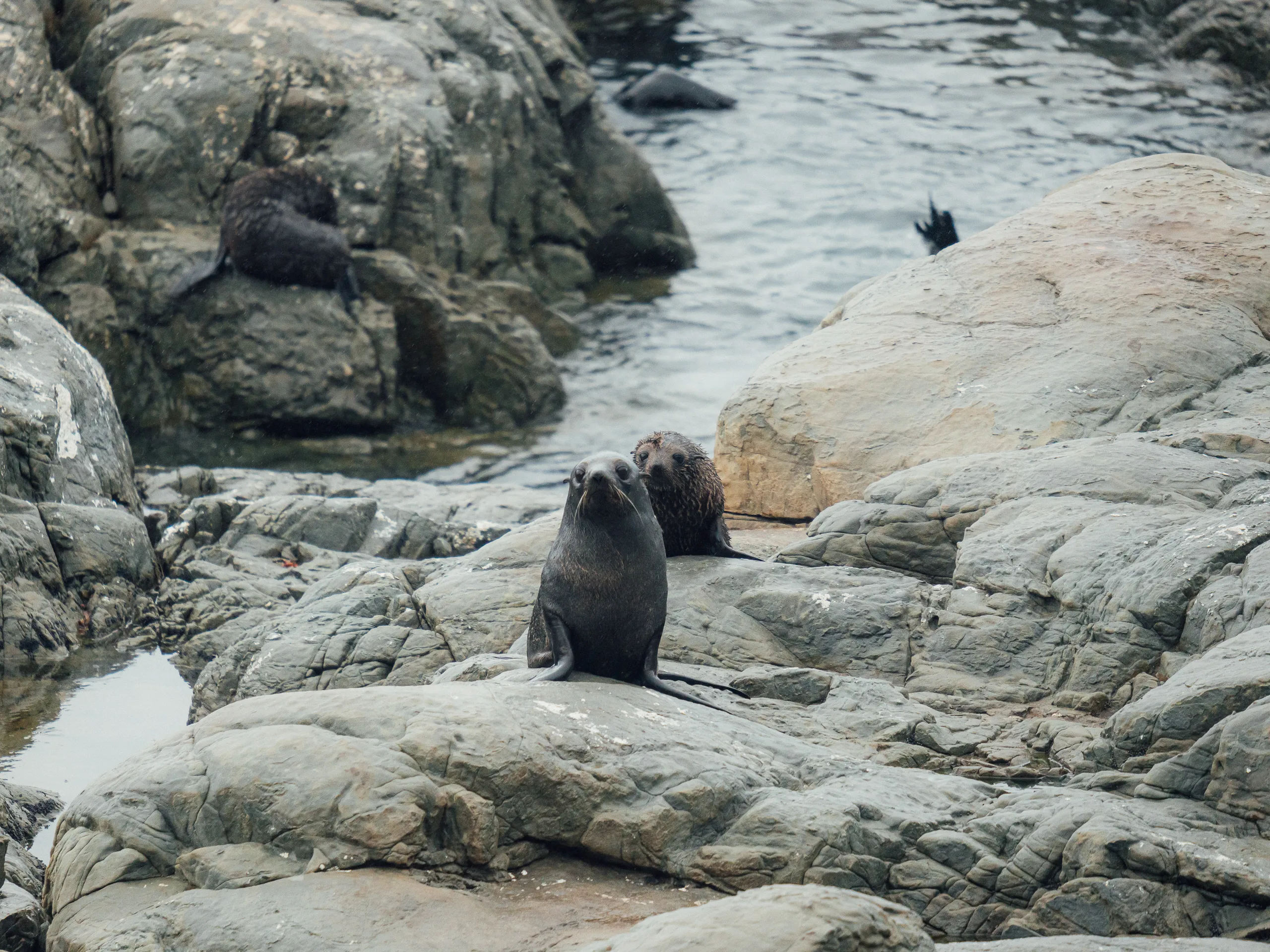 Two dark fur seals sit on large, light-grey coastal rocks near the water\'s edge.