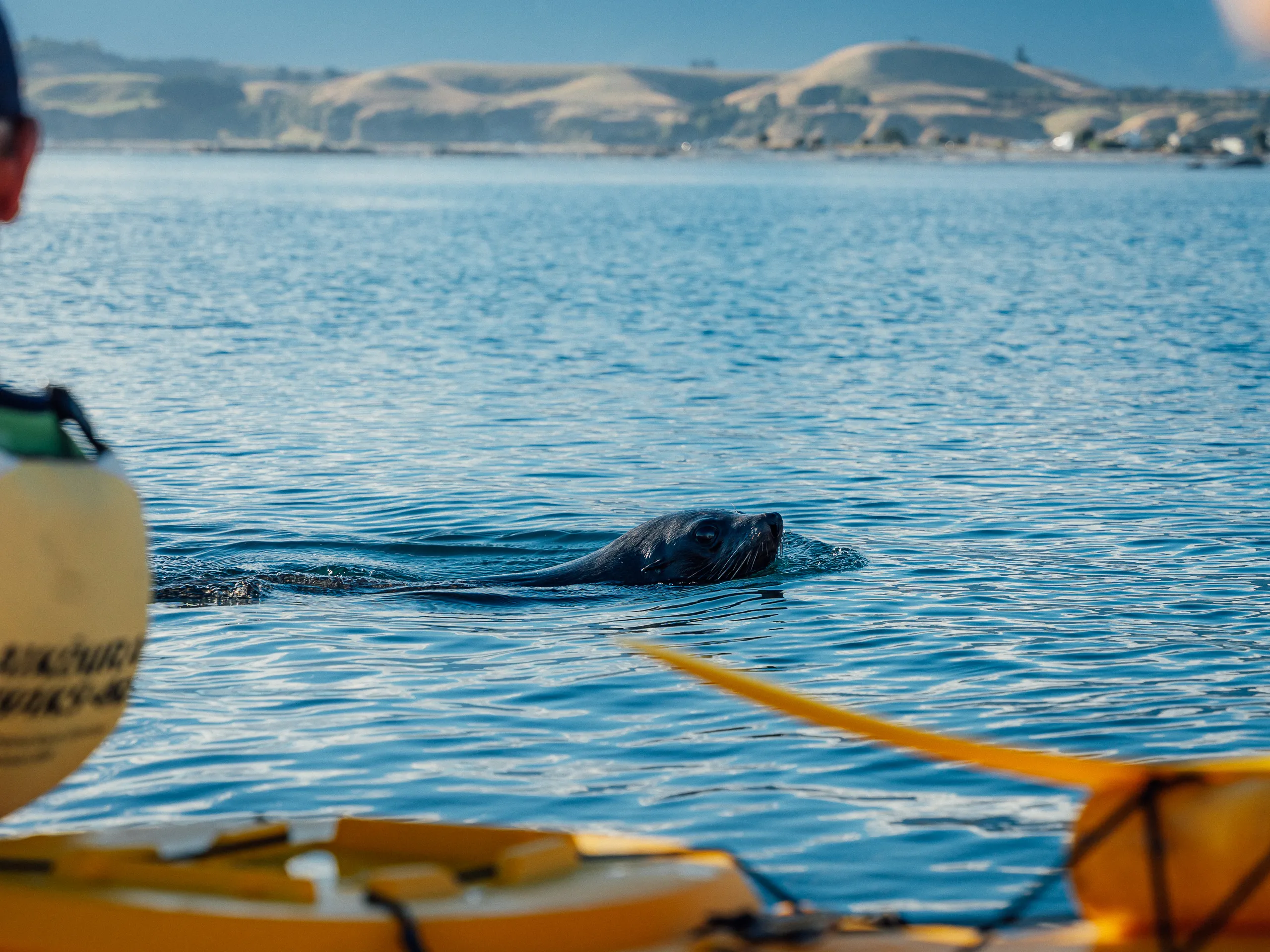 A close-up of a dark fur seal\'s head poking out of calm blue water, seen from the perspective of a yellow kayak.