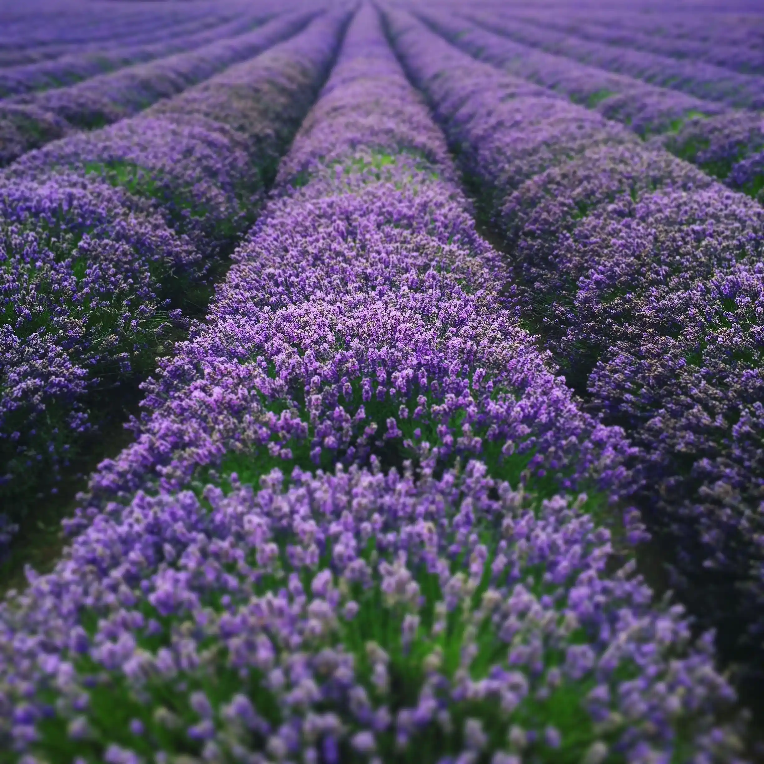Long, vibrant purple rows of lavender.