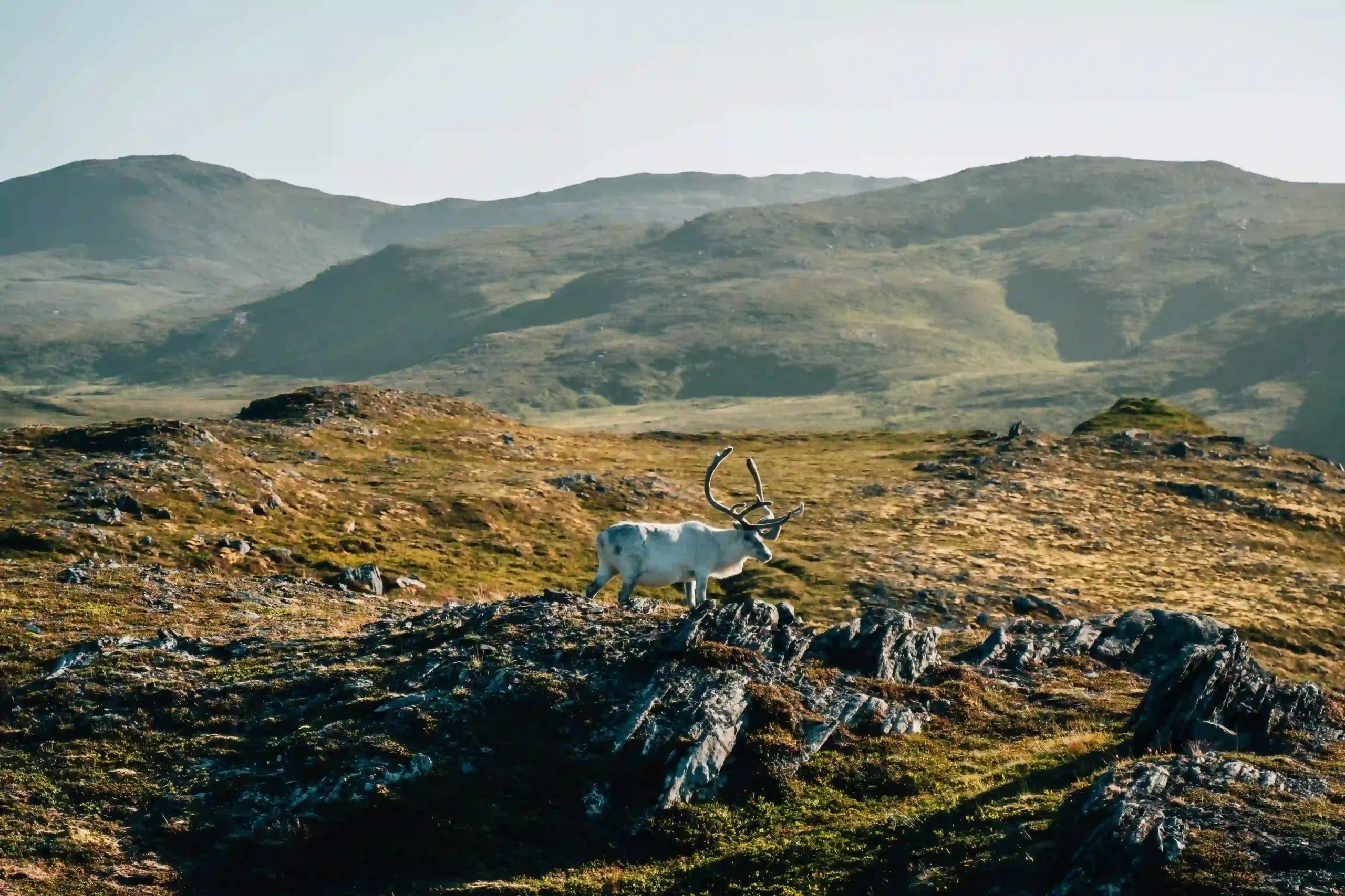 A side profile of a white-furred reindeer with large, sweeping antlers standing on a rocky, moss-covered ridge with rolling green and brown mountains in the background under soft sunlight.