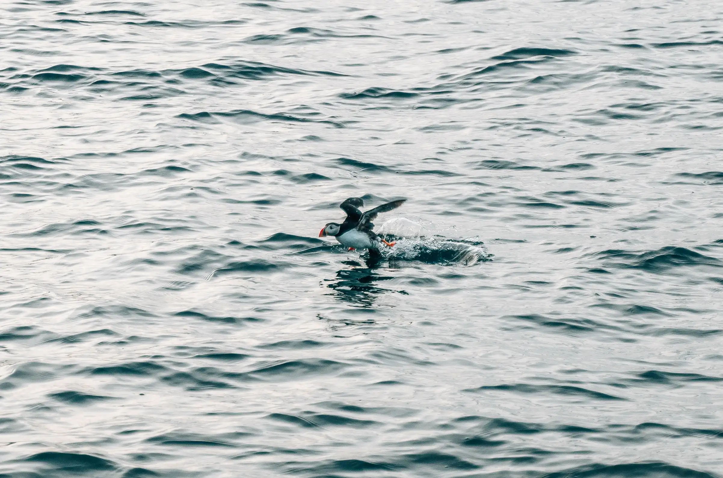 An Atlantic puffin with its distinctive colourful beak and black-and-white feathers splashes as it \