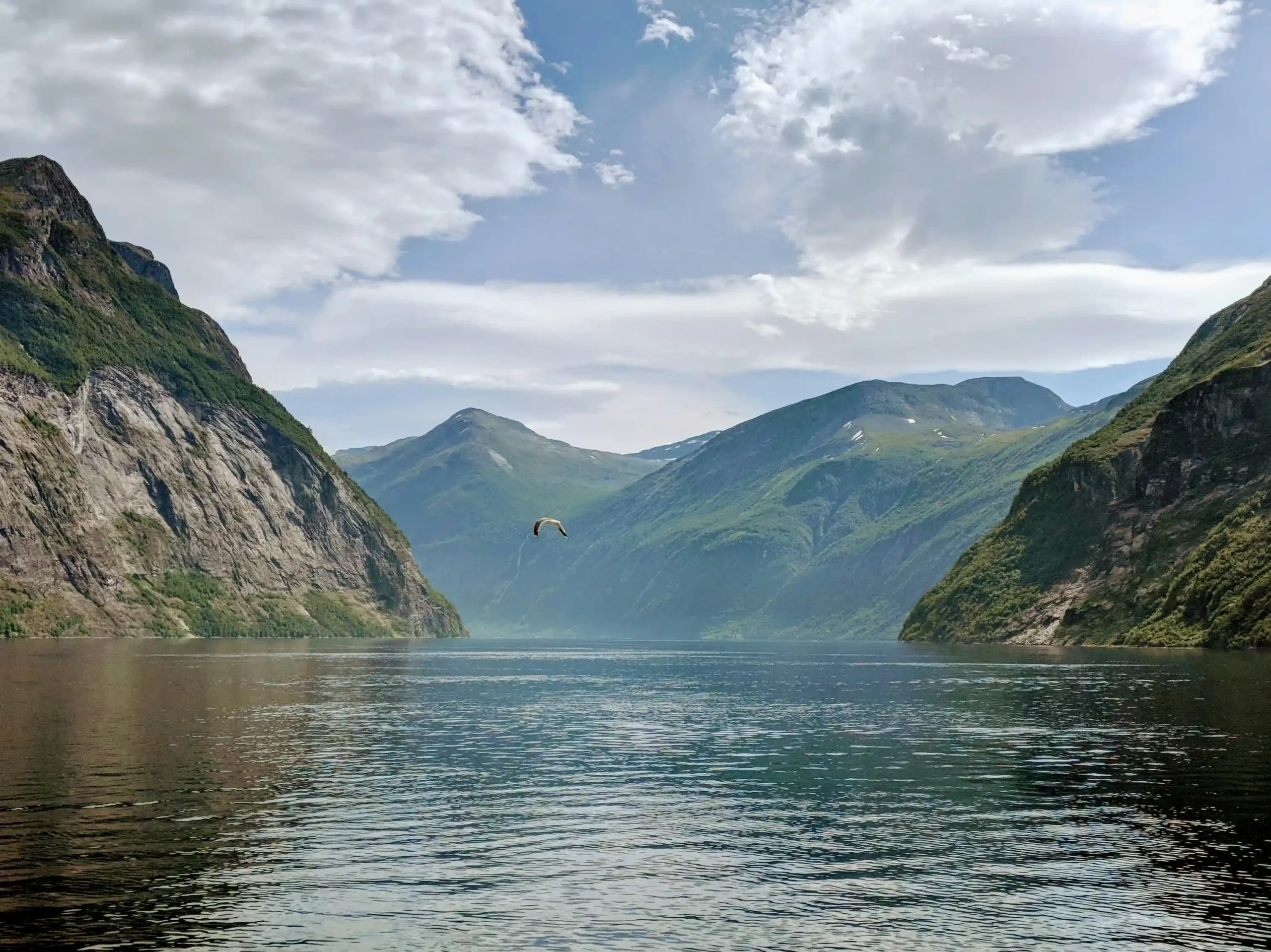 View across calm fjord waters flanked by steep, lush green mountains, with a single seagull soaring low above the water.