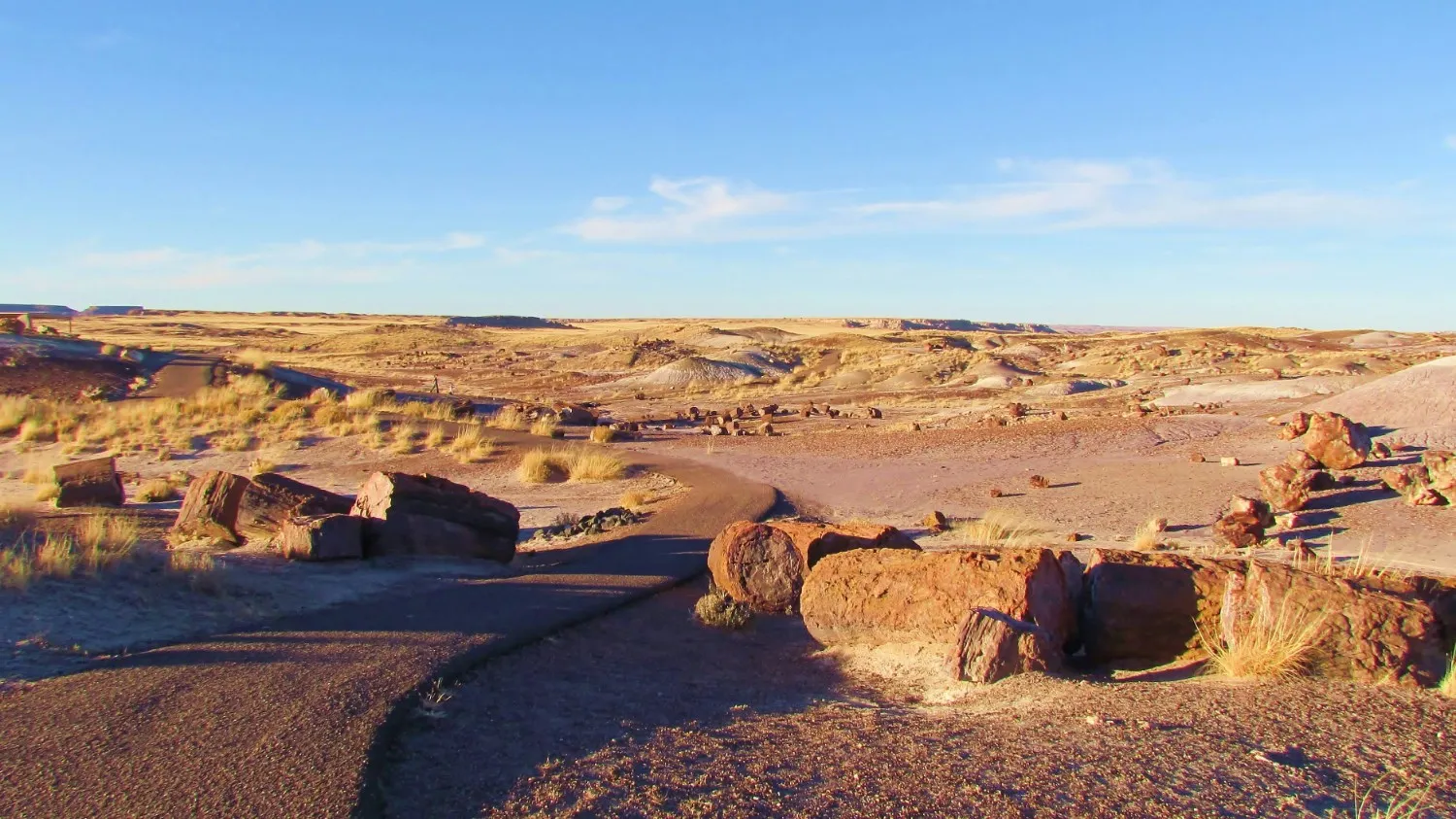 Ancient petrified wood lies among dry grasses under a clear blue sky.